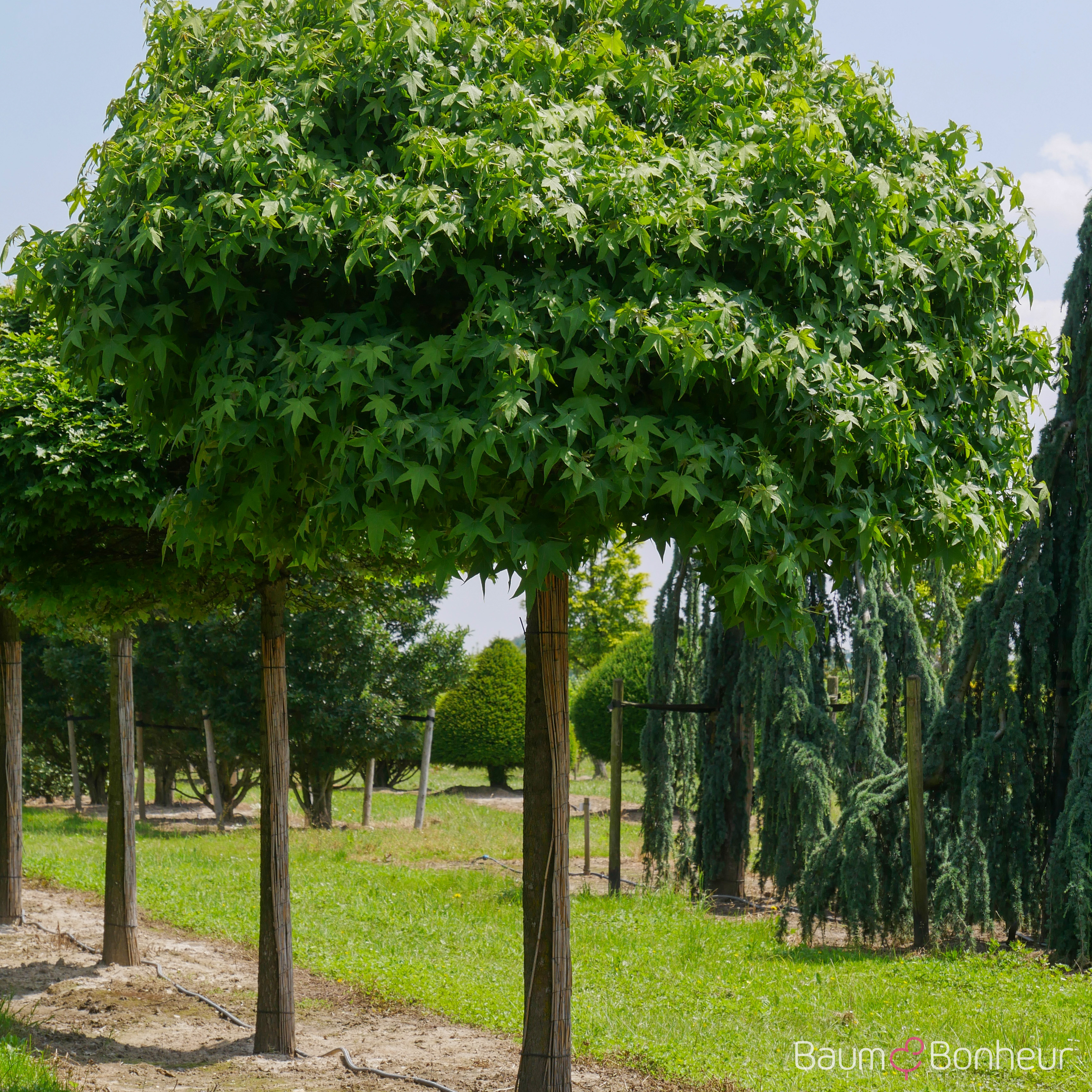 Liquidambar styraciflua 'Gumball'