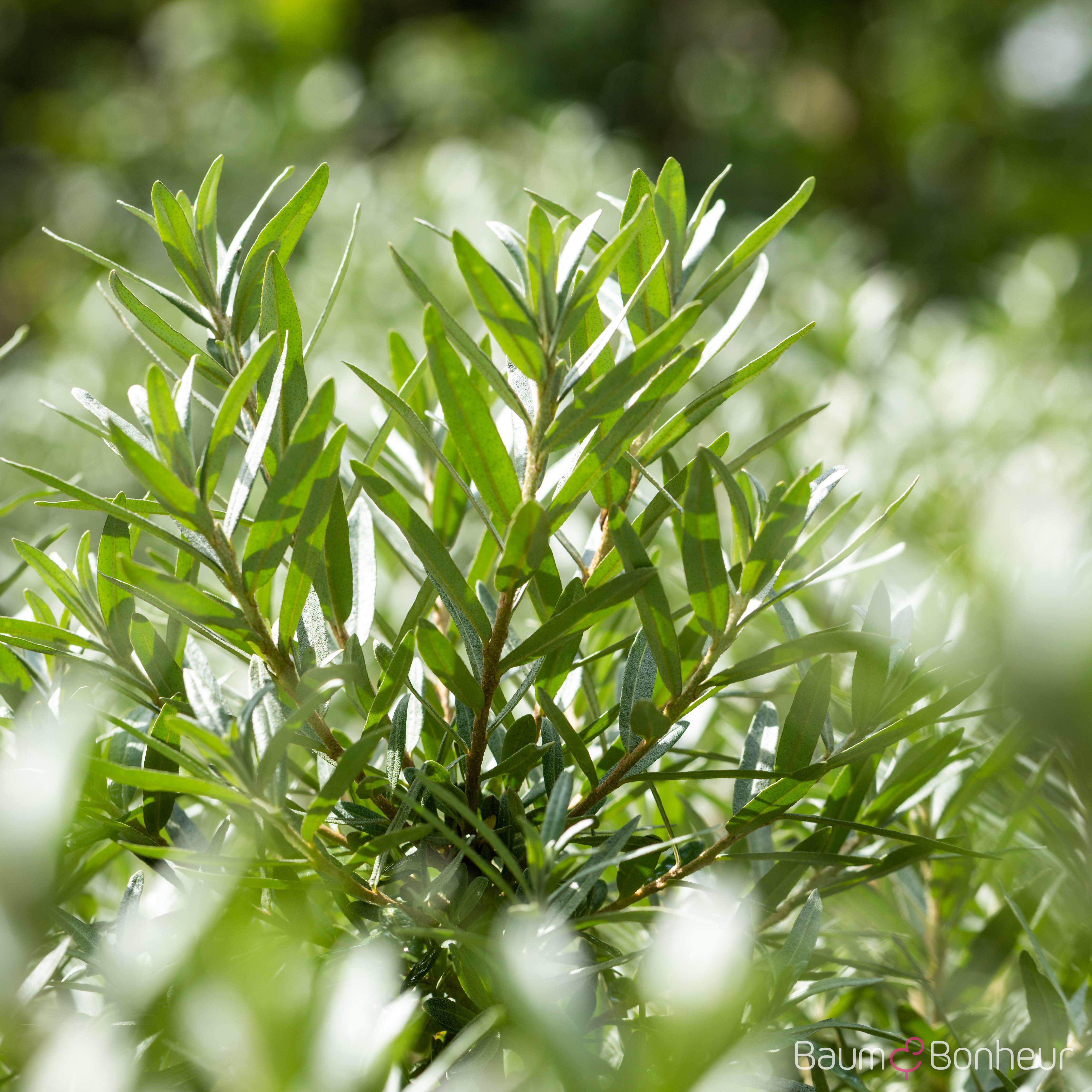 Hippophae rhamnoides 'Hikul'