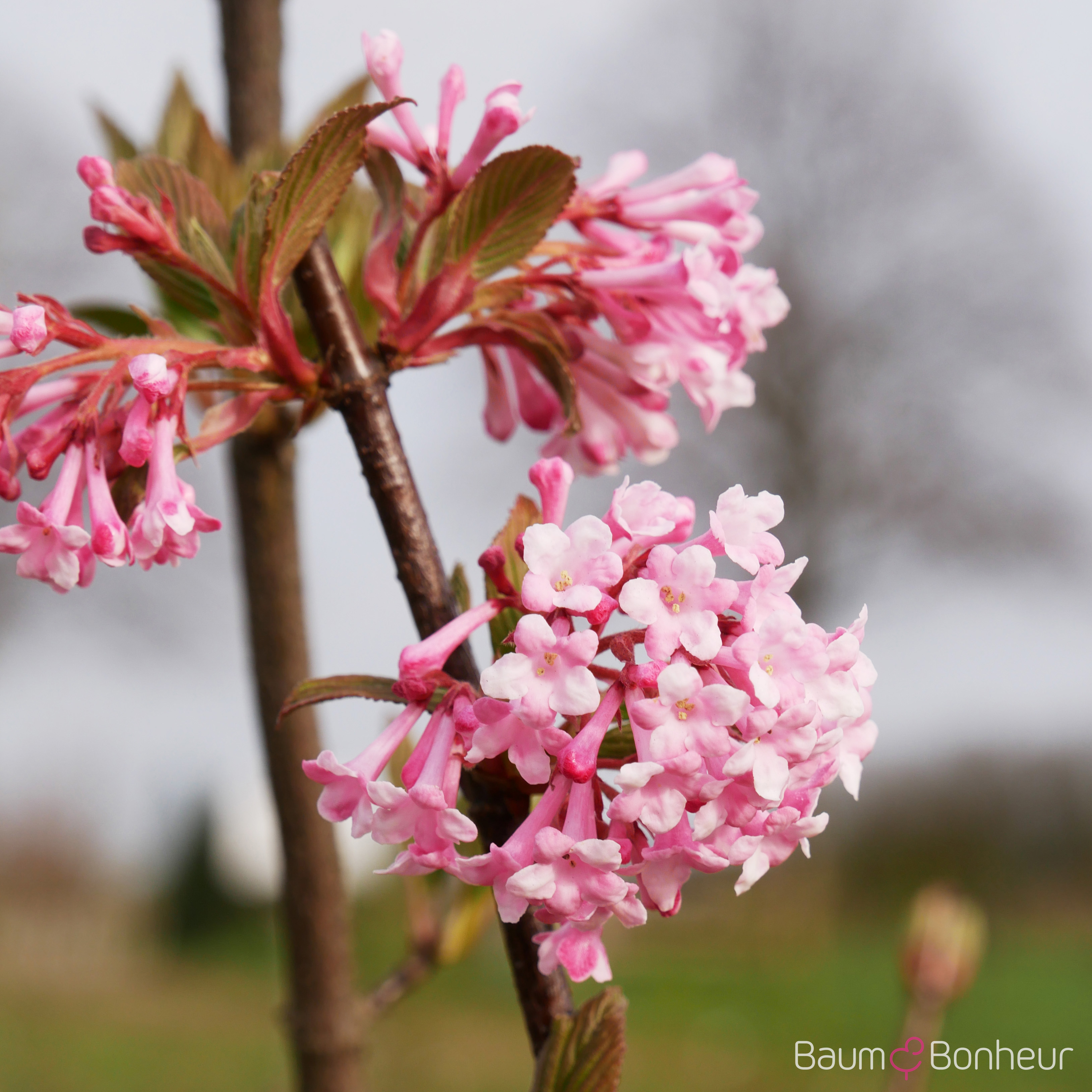 Viburnum bodnantense 'Dawn'