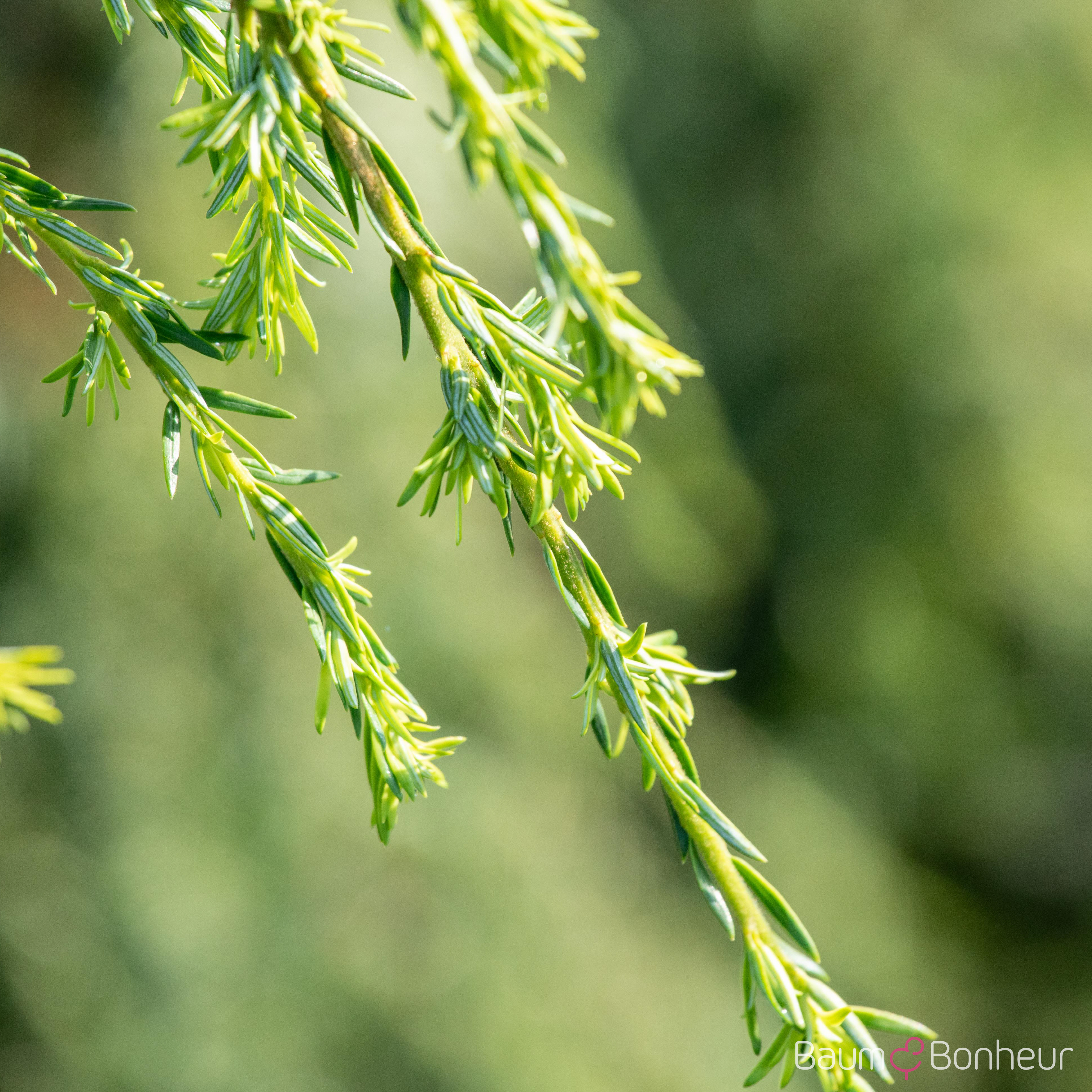 Tsuga canadensis 'Pendula'