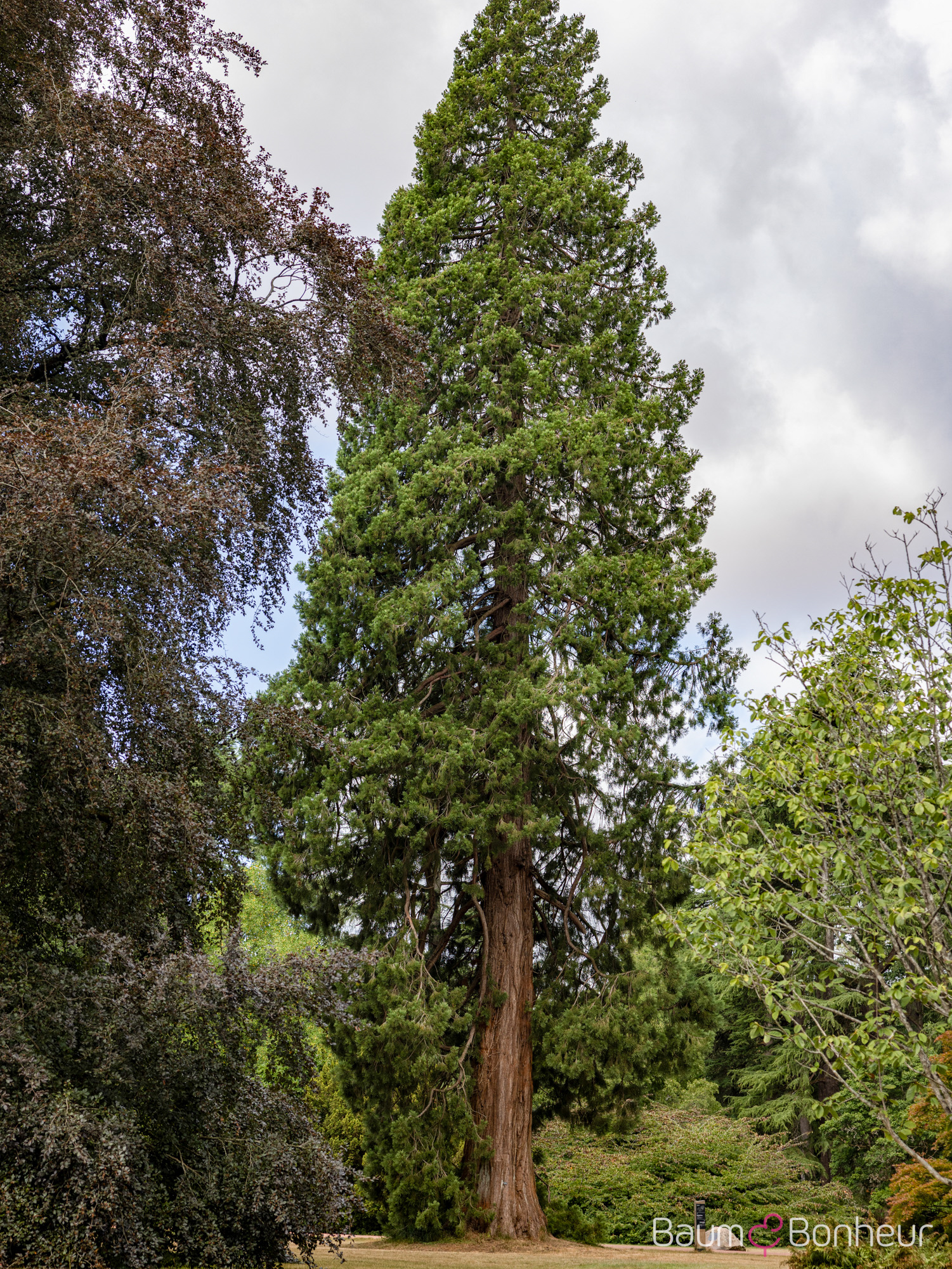 Sequoiadendron giganteum