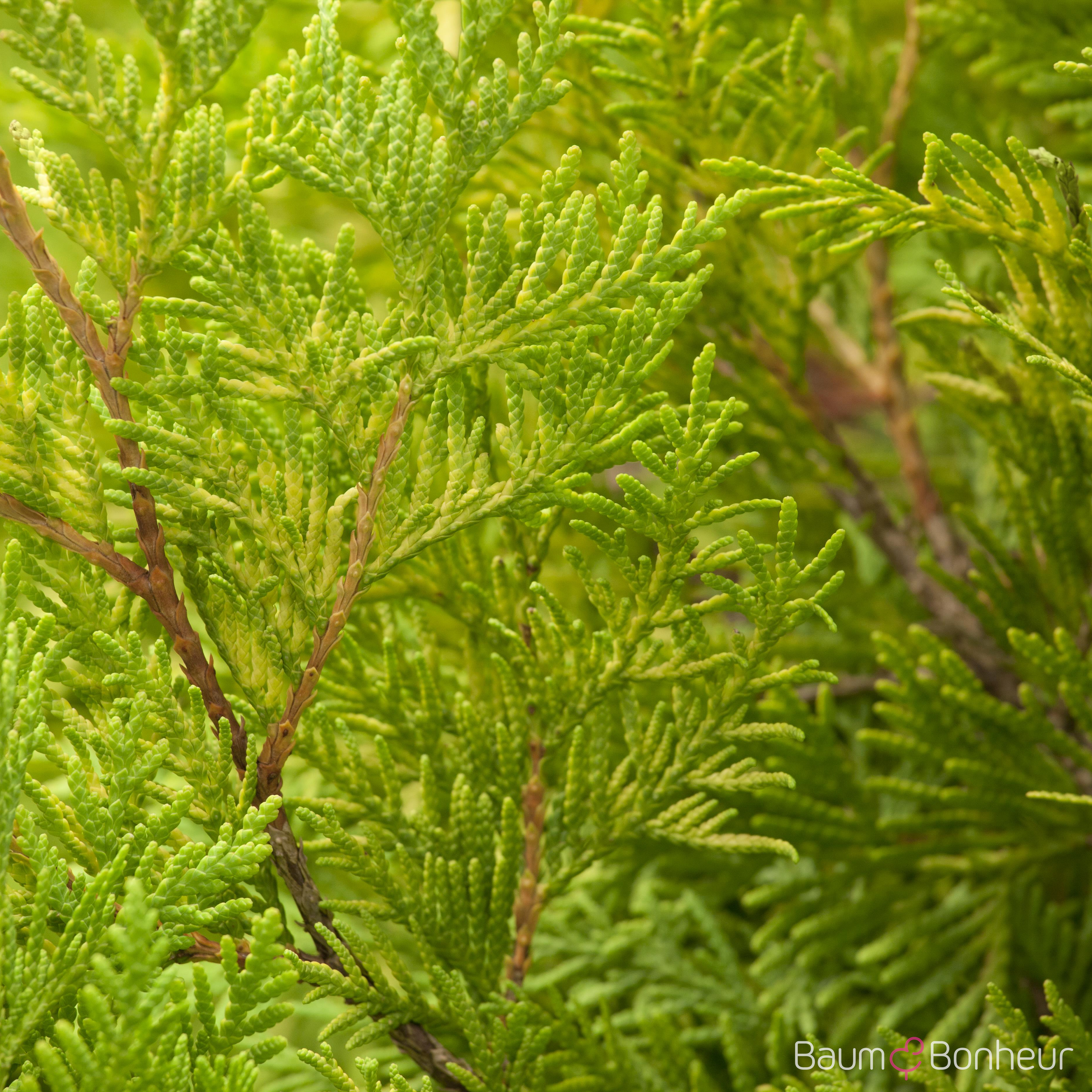 Thuja occidentalis 'Sunkist'