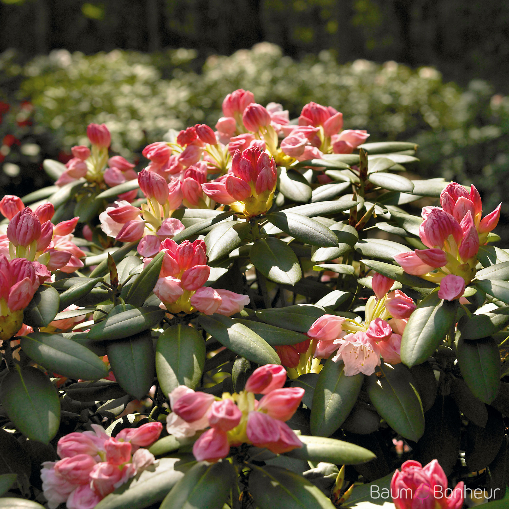 Rhododendron yakushimanum 'Edelweiß'