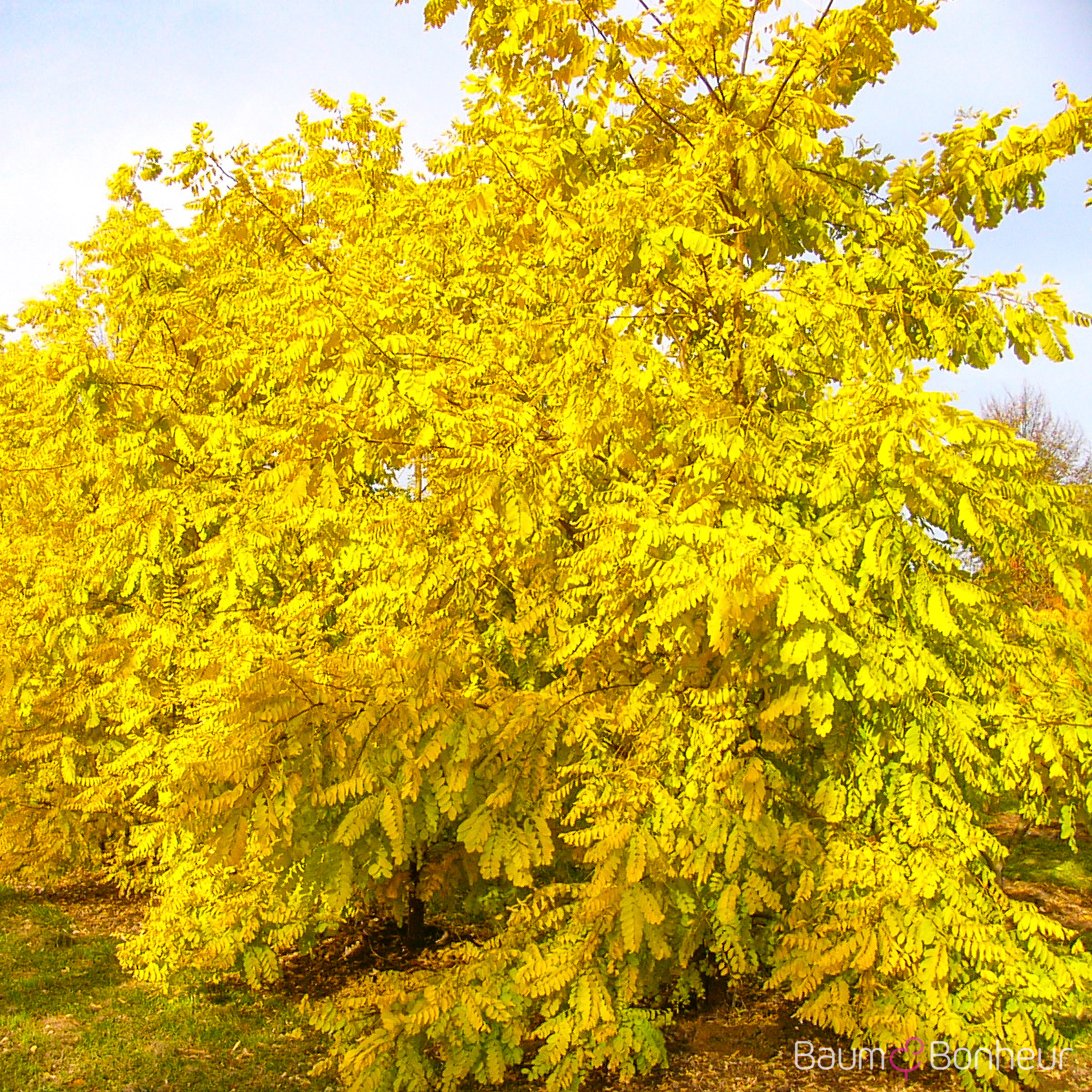Robinia pseudoacacia 'Frisia'