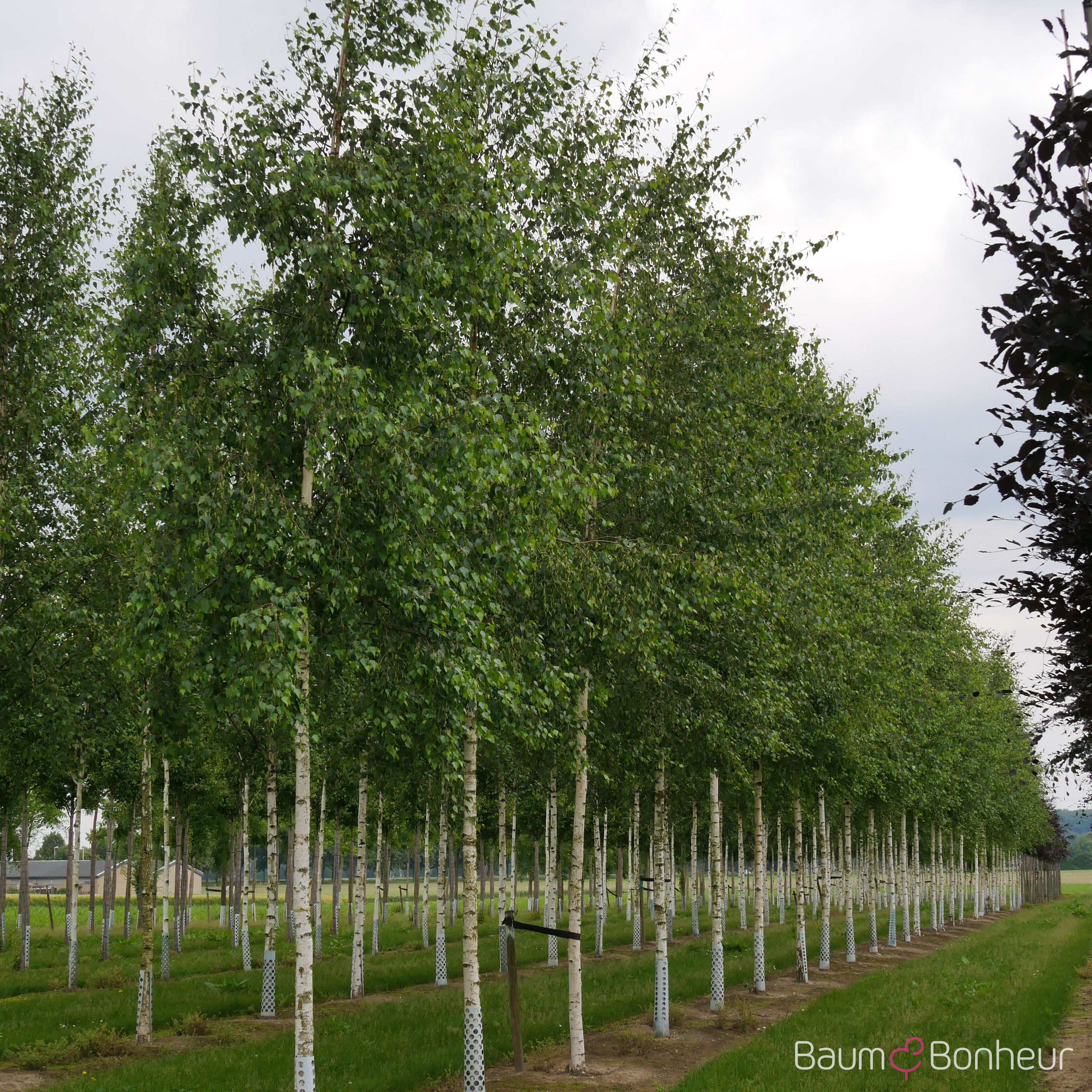Betula pendula