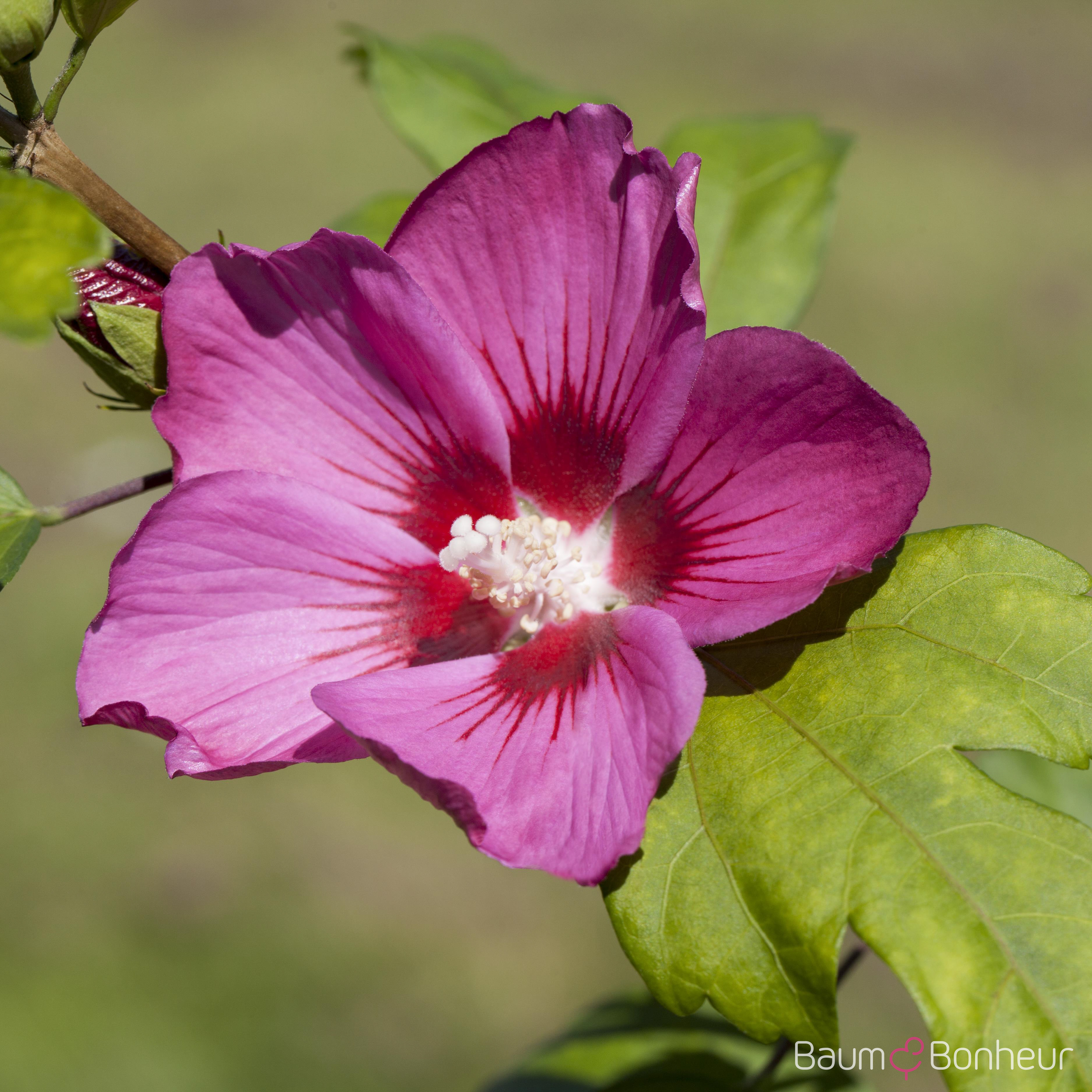 Hibiscus syriacus 'Pink Giant'