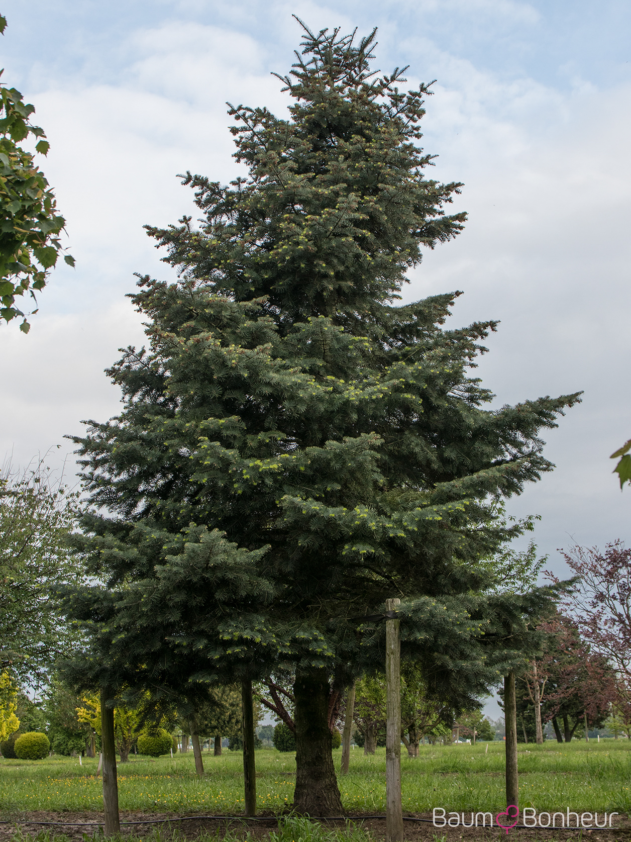 Abies concolor