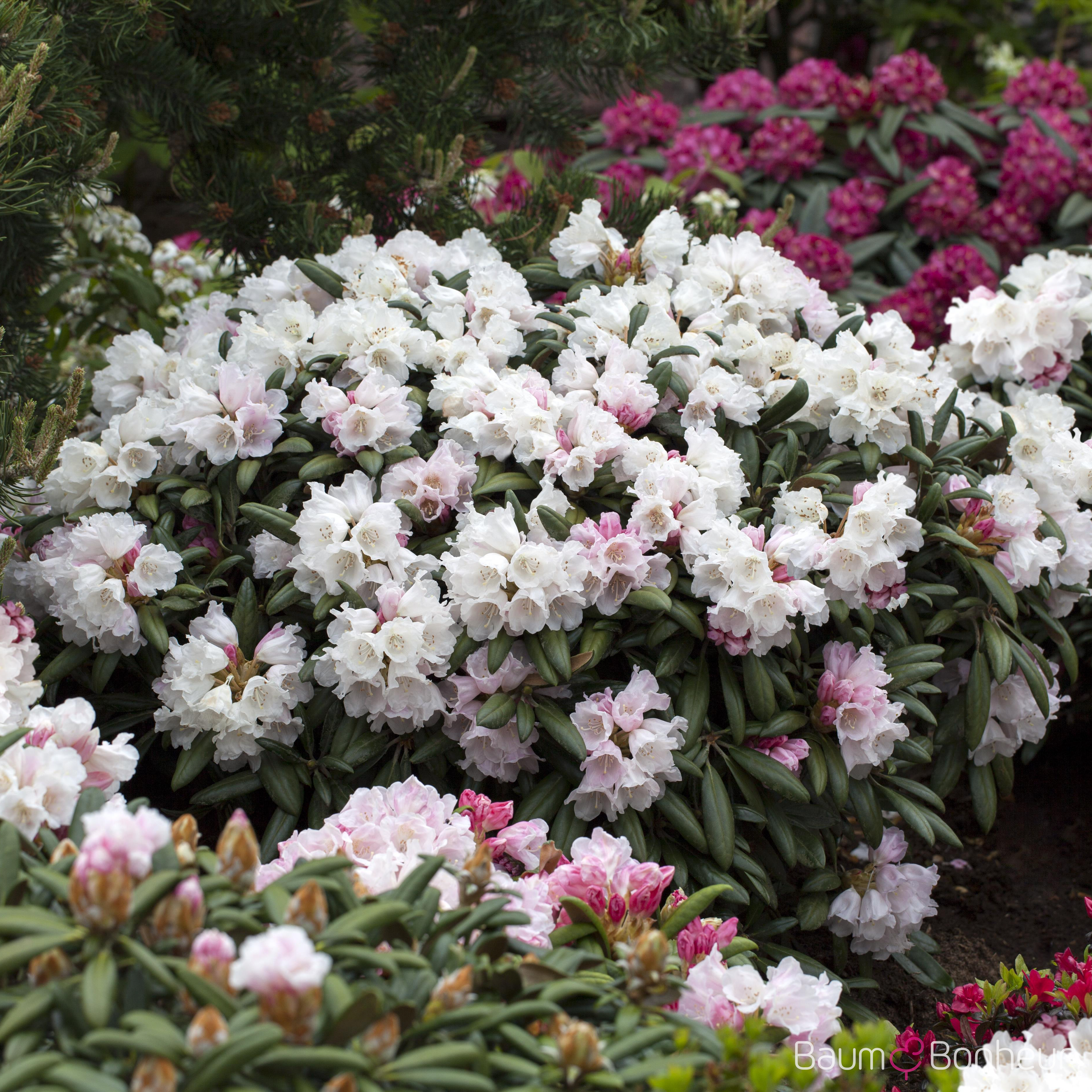 Rhododendron yakushimanum 'Koichiro Wada'