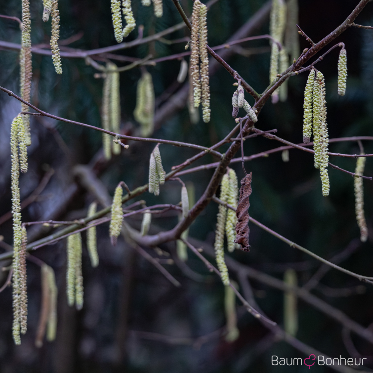 Corylus avellana