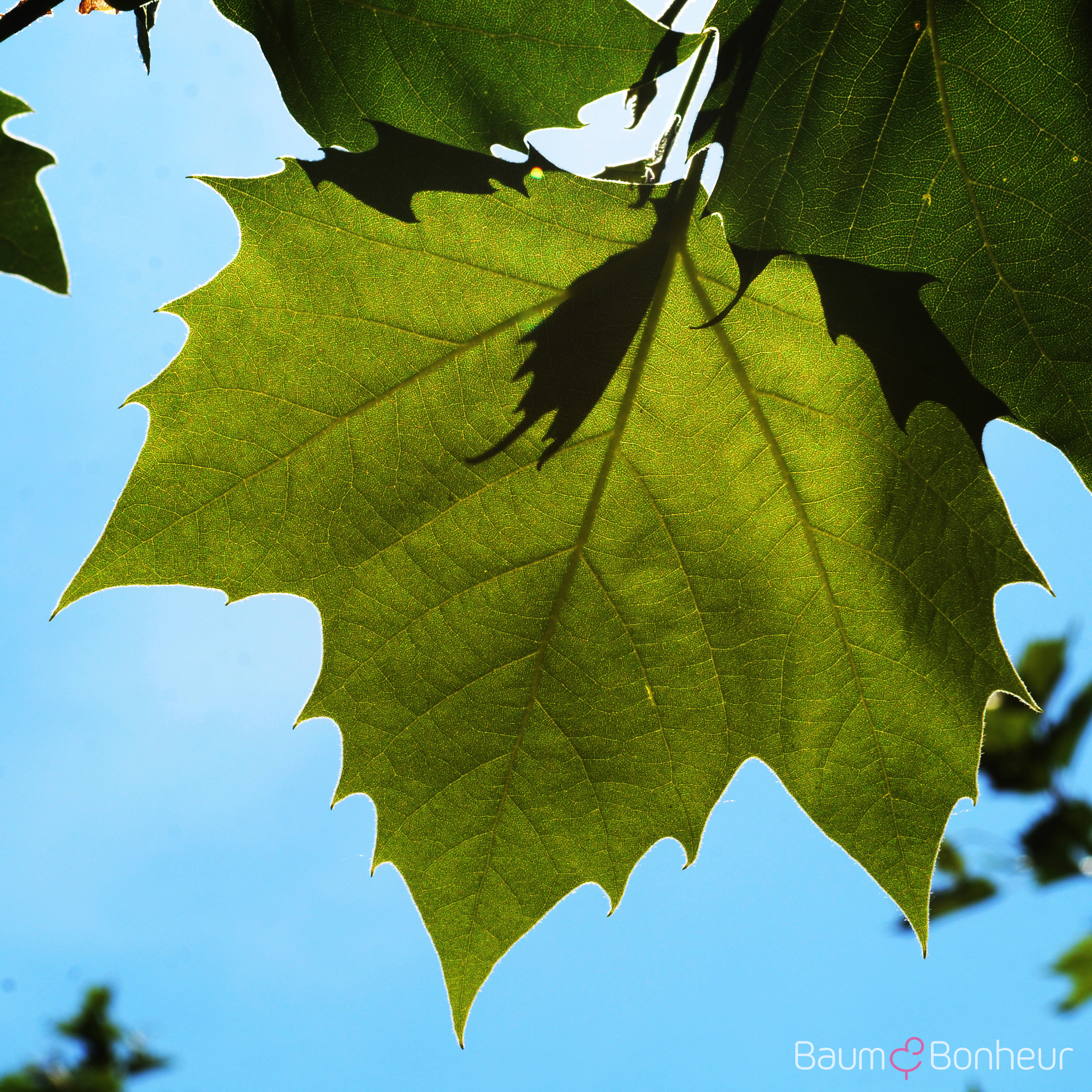 Platanus hispanica