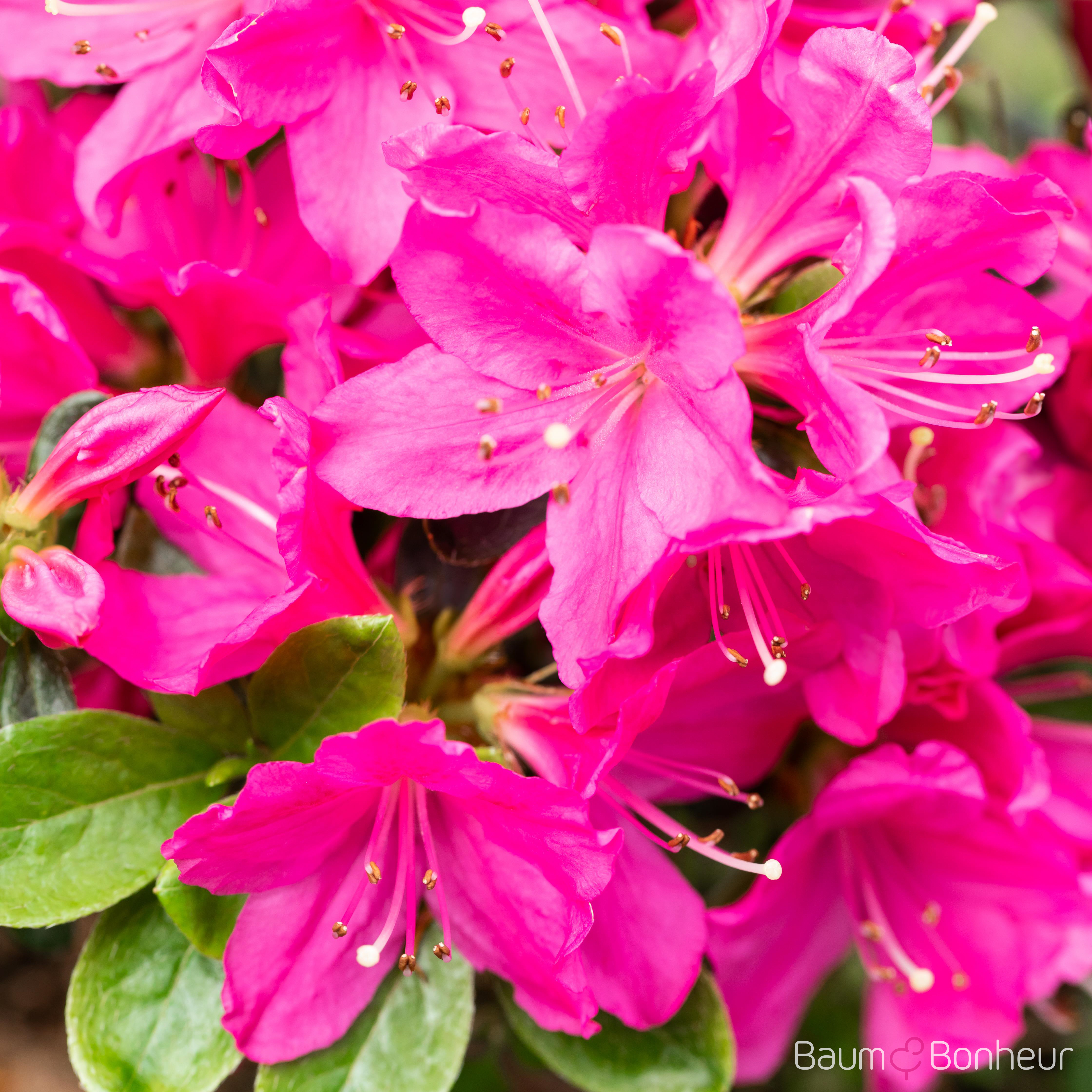 Rhododendron obtusum 'Kermesina'