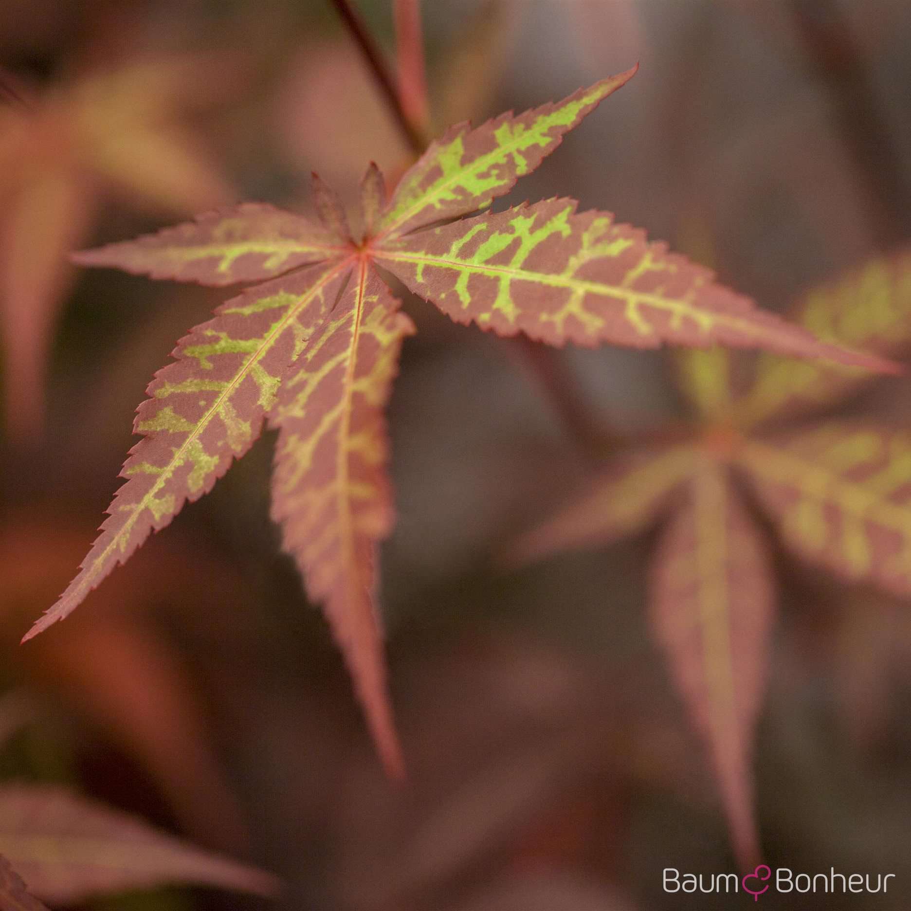 Acer palmatum 'Atropurpureum'