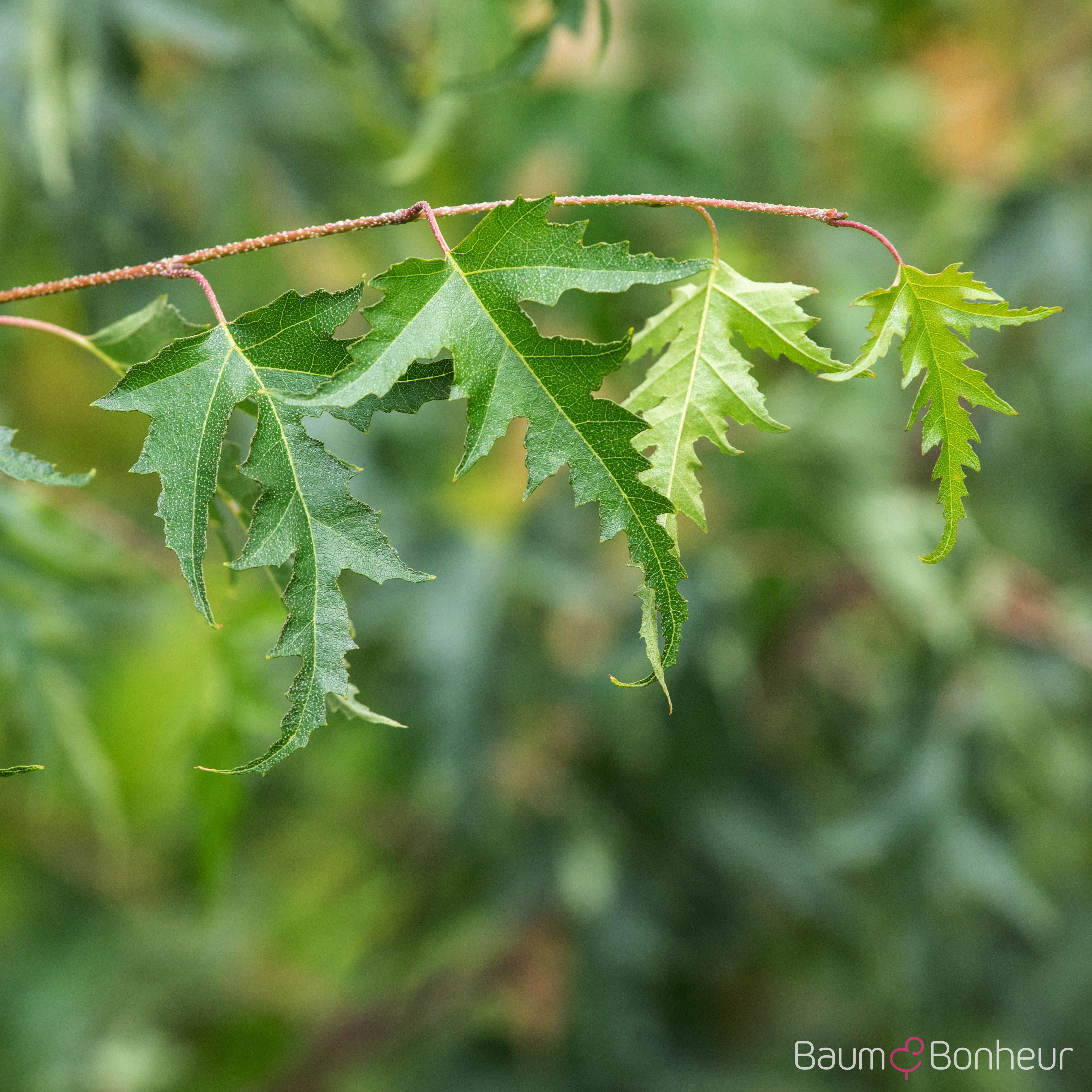 Betula pendula 'Dalecarlica'