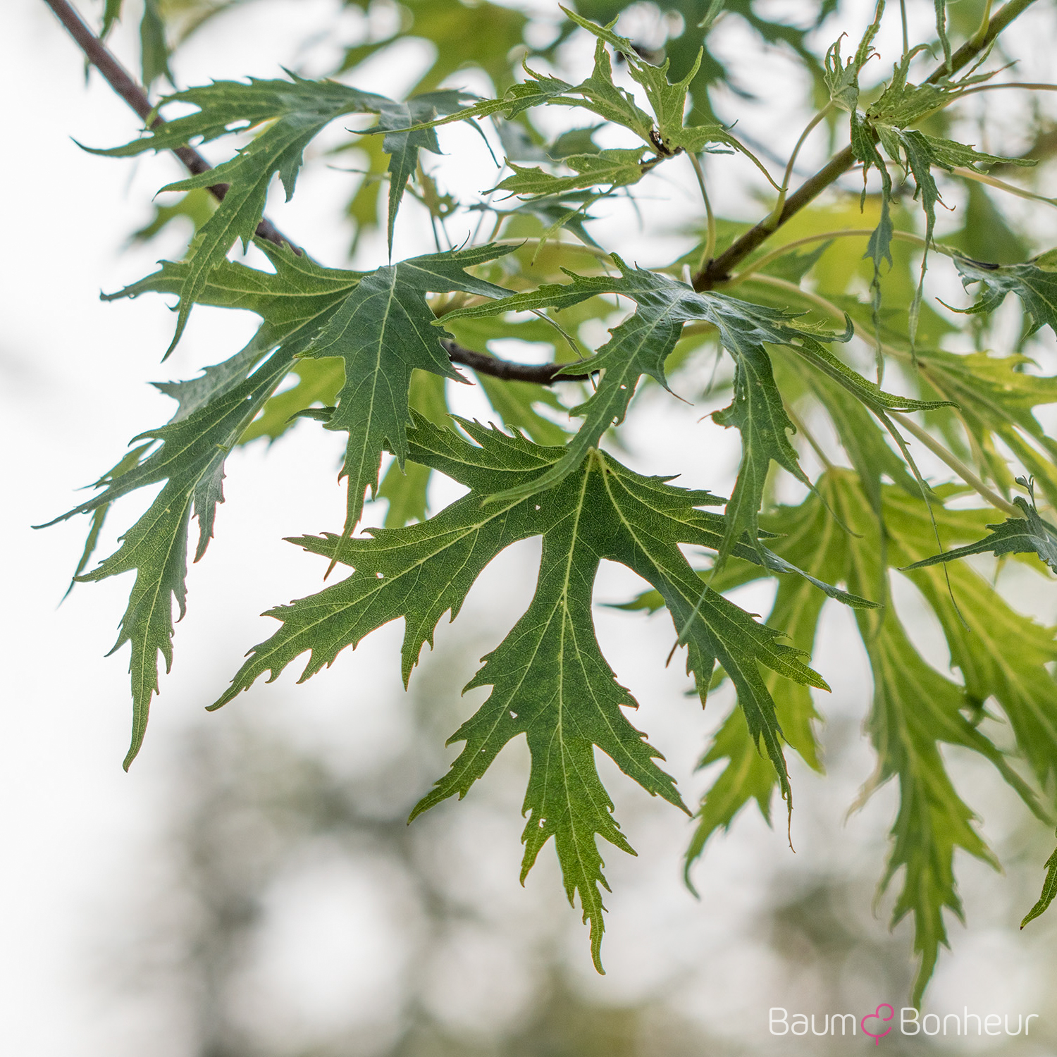 Acer saccharinum 'Born's Graciosa'