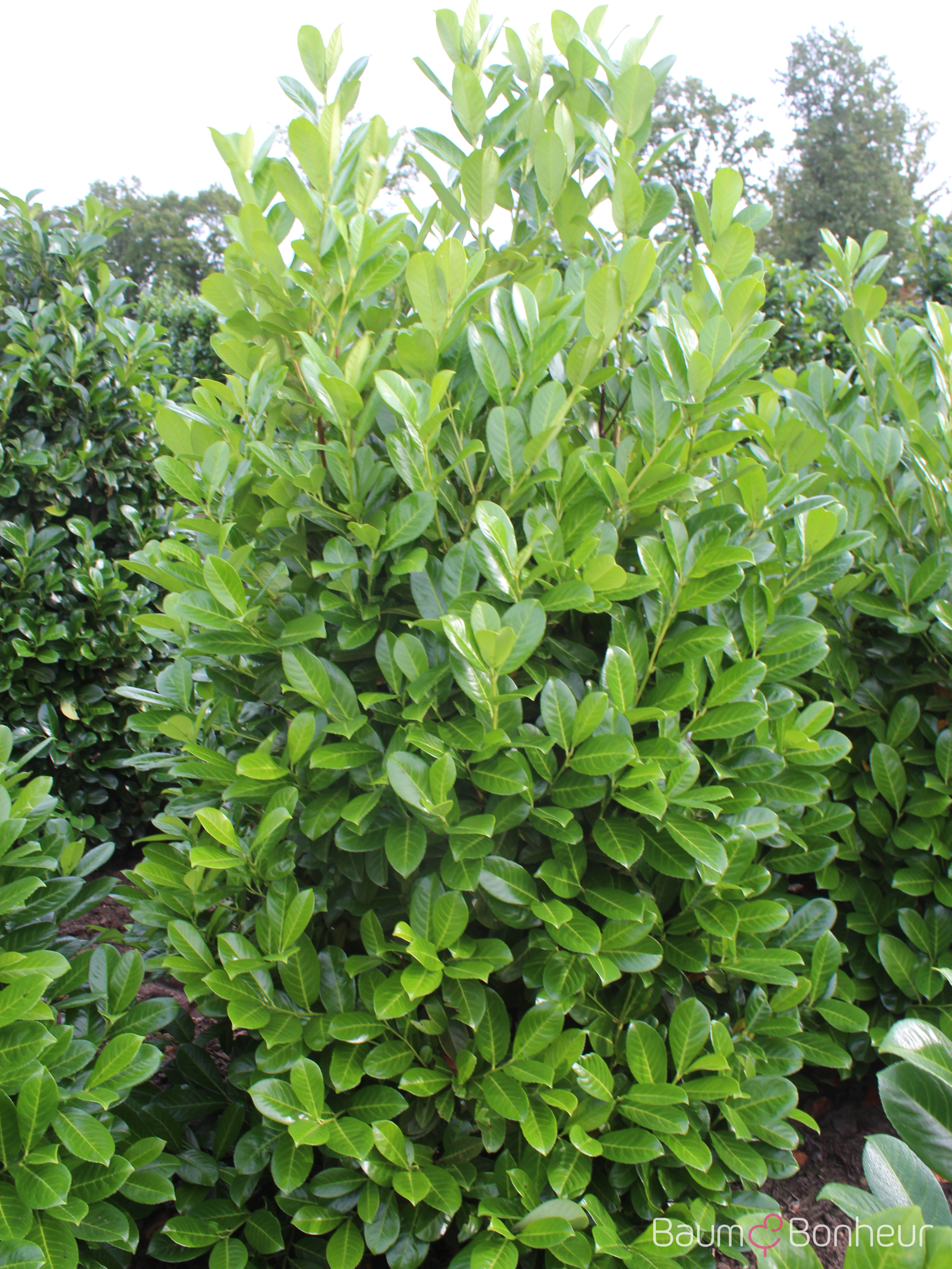 Prunus laurocerasus 'Rotundifolia'