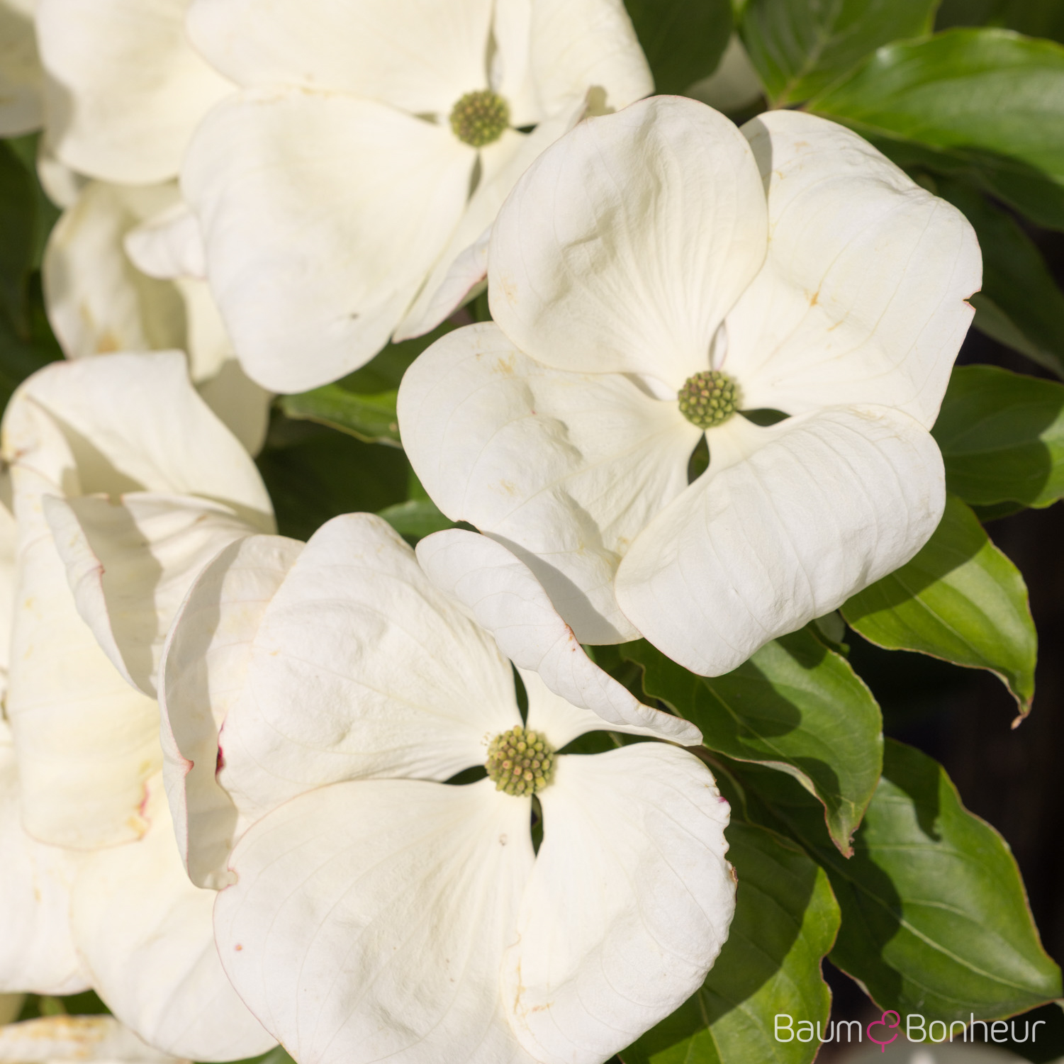 Cornus kousa 'Venus' ®