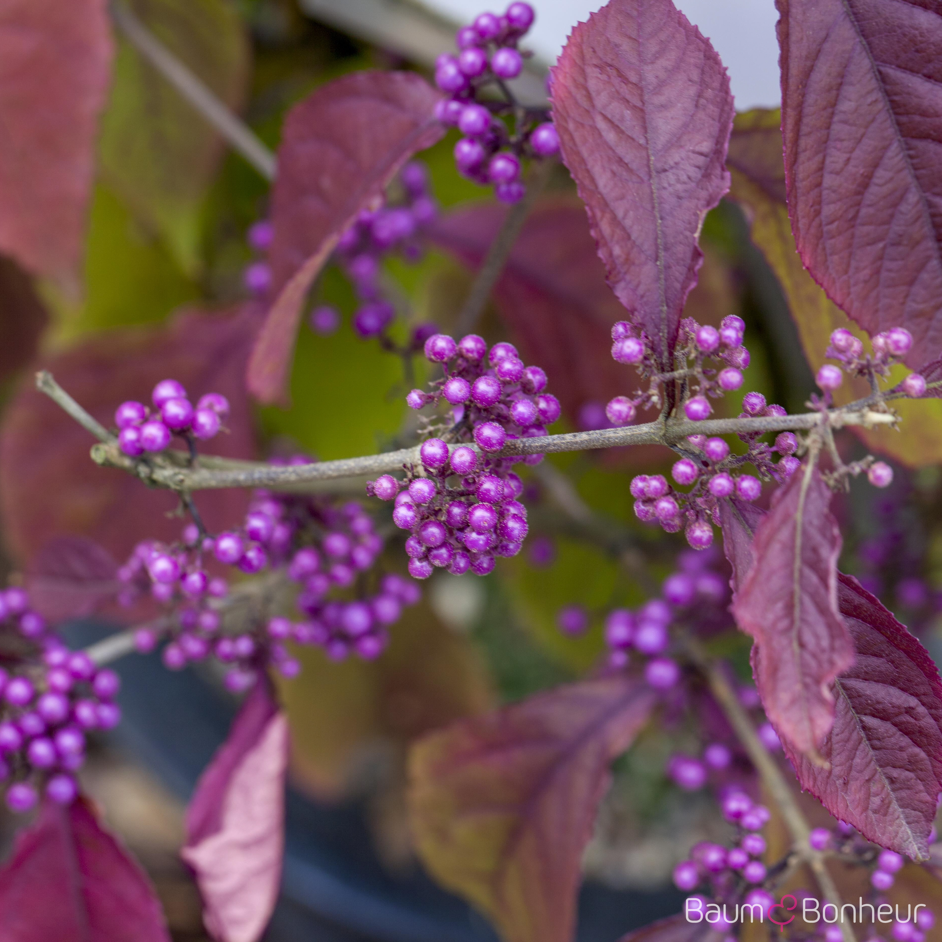 Callicarpa bodinieri 'Profusion'
