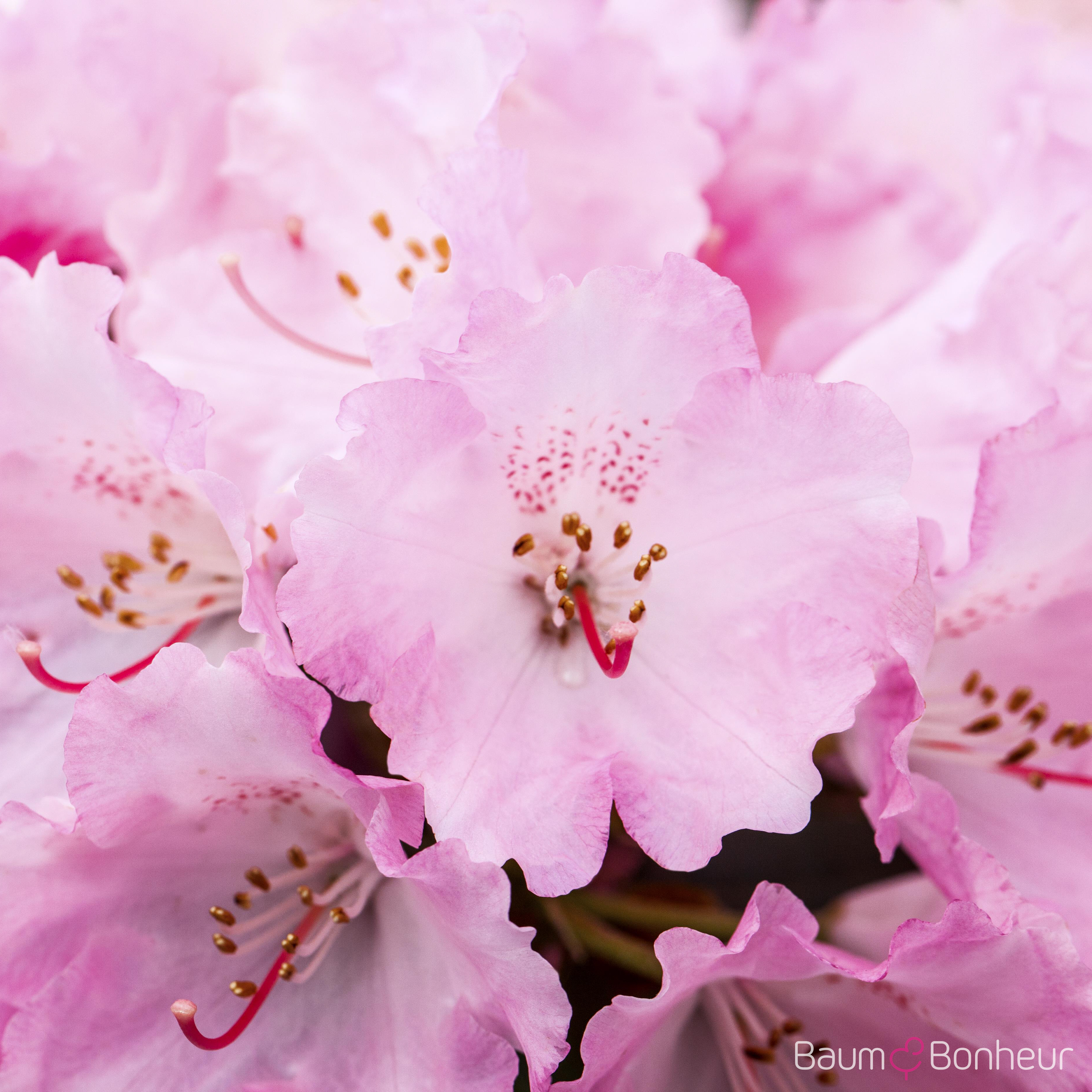 Rhododendron yakushimanum 'Frühlingsanfang'