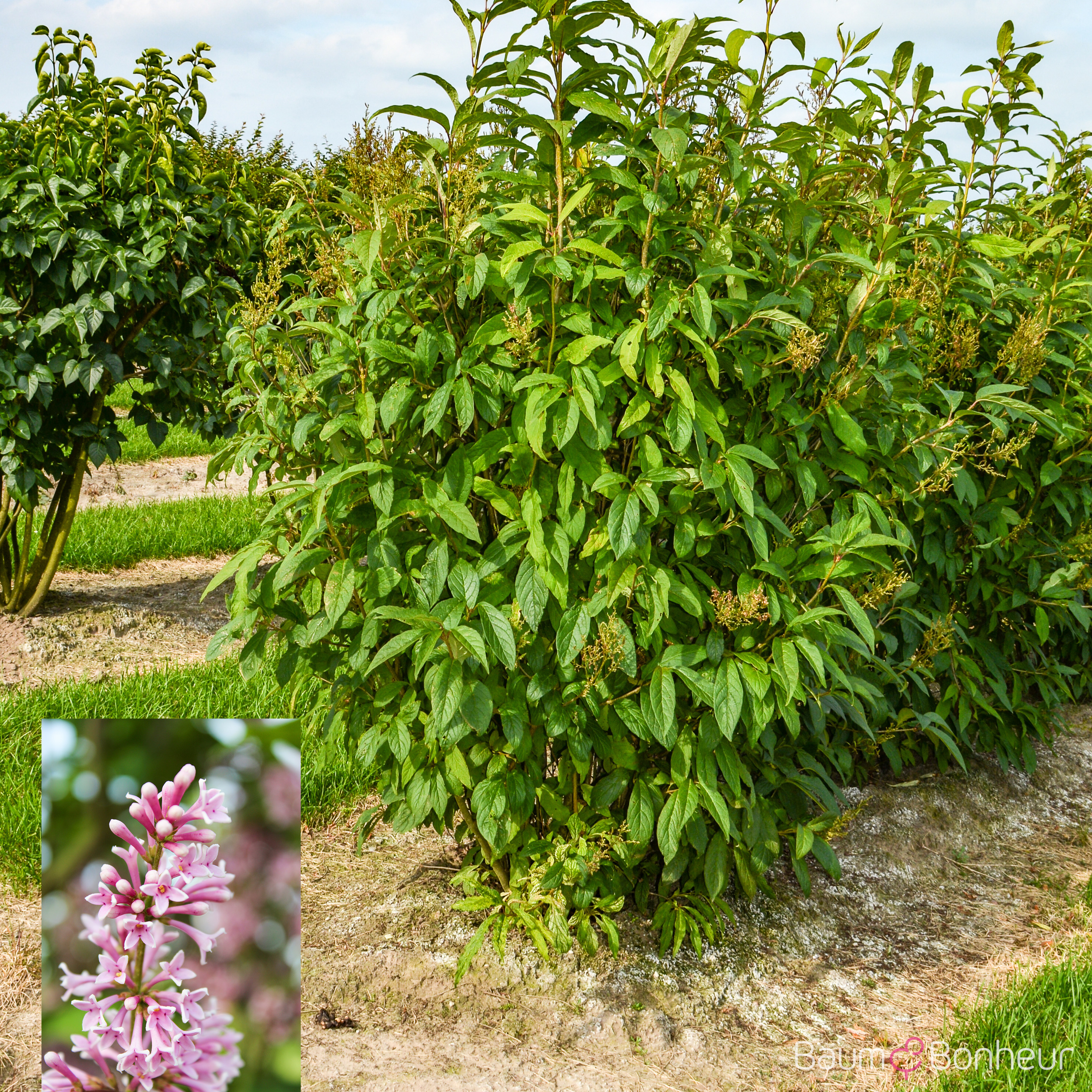 Syringa josikaea