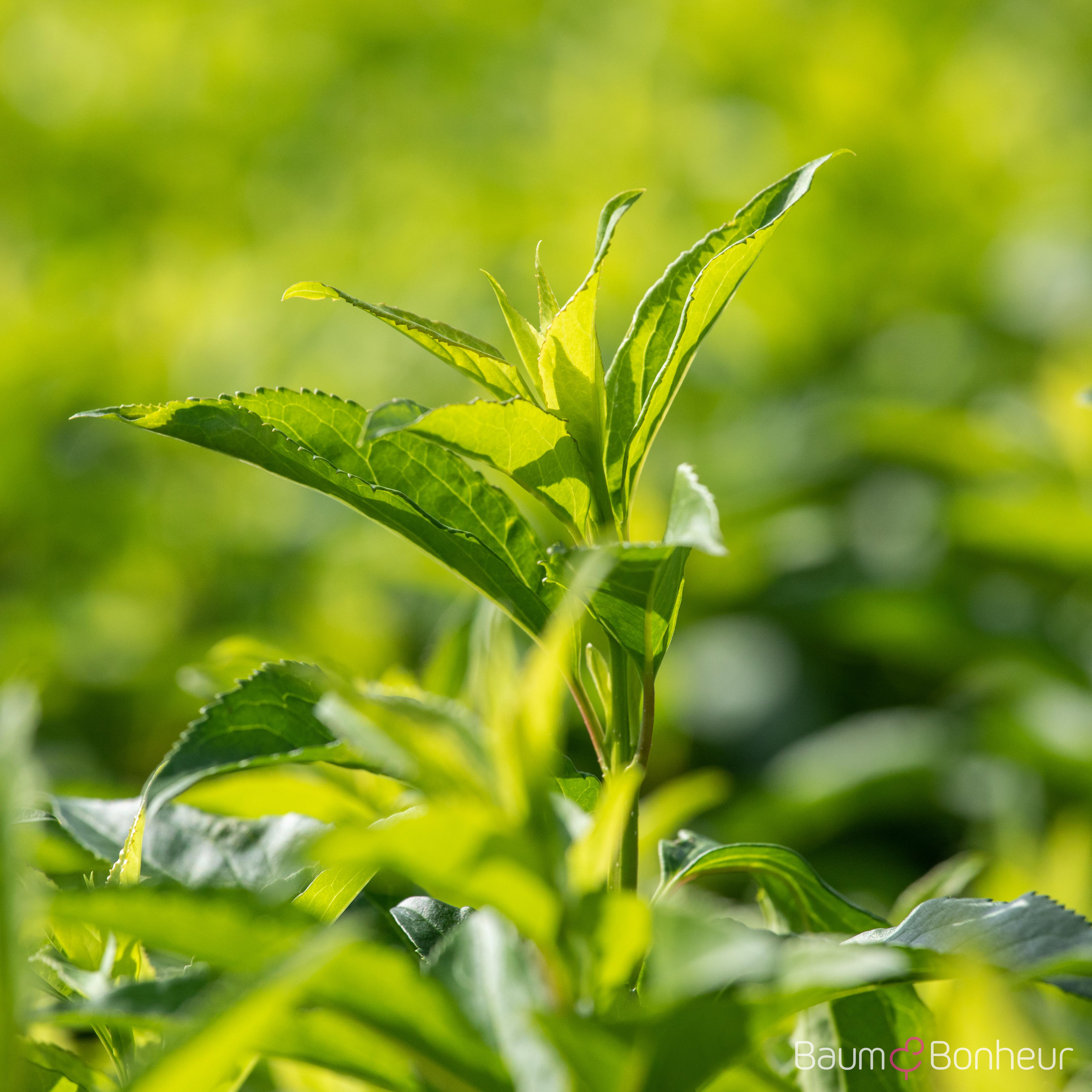 Forsythia intermedia 'Week-End' -R-