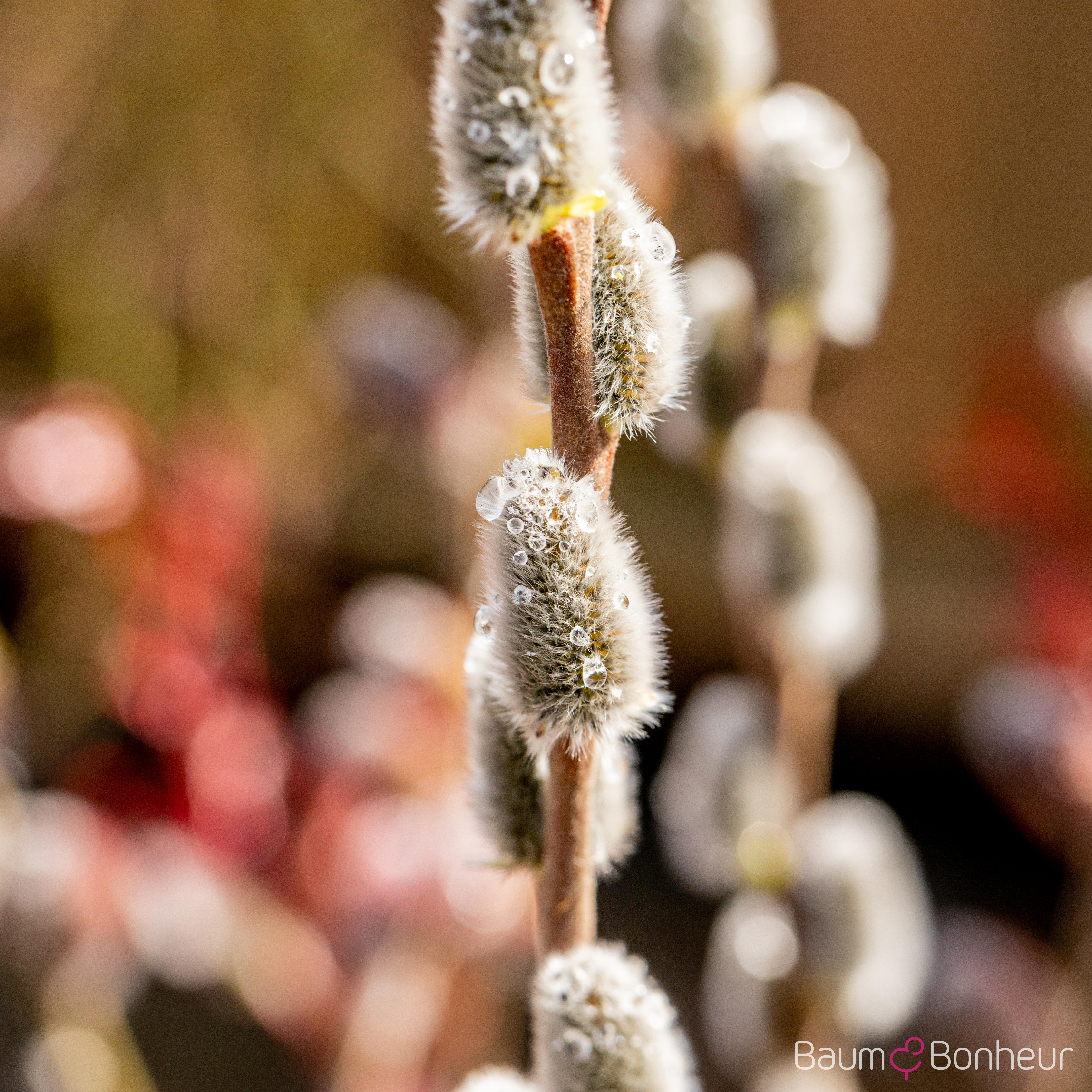 Salix caprea