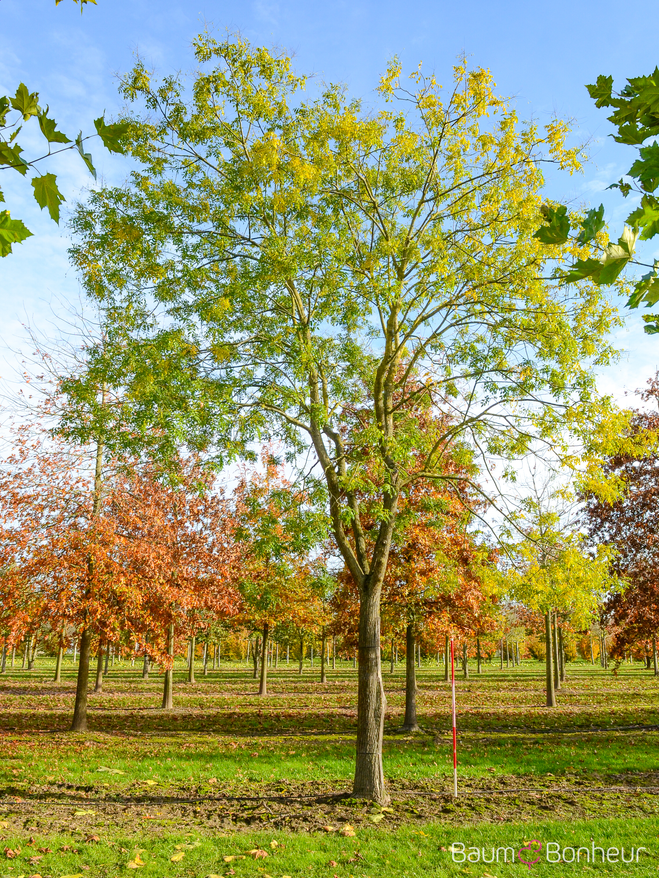 Sophora japonica 'Regent'