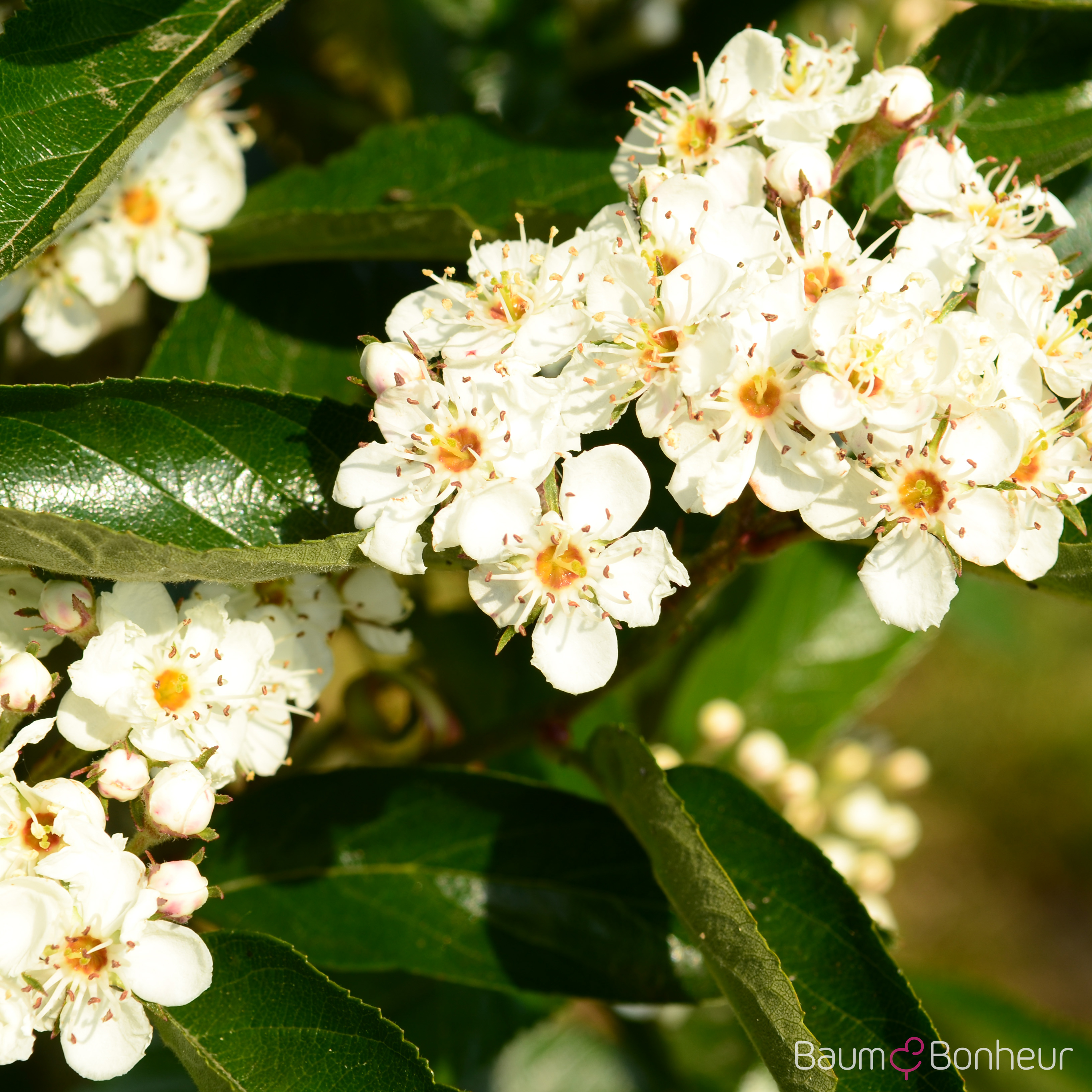 Crataegus lavallei 'Carrierei'