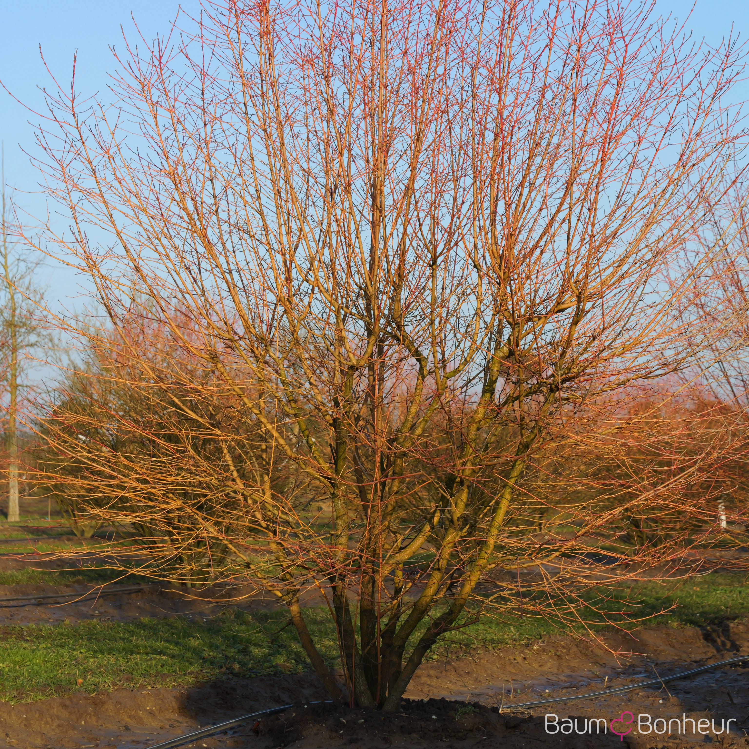 Cornus sanguinea 'Midwinter Fire'