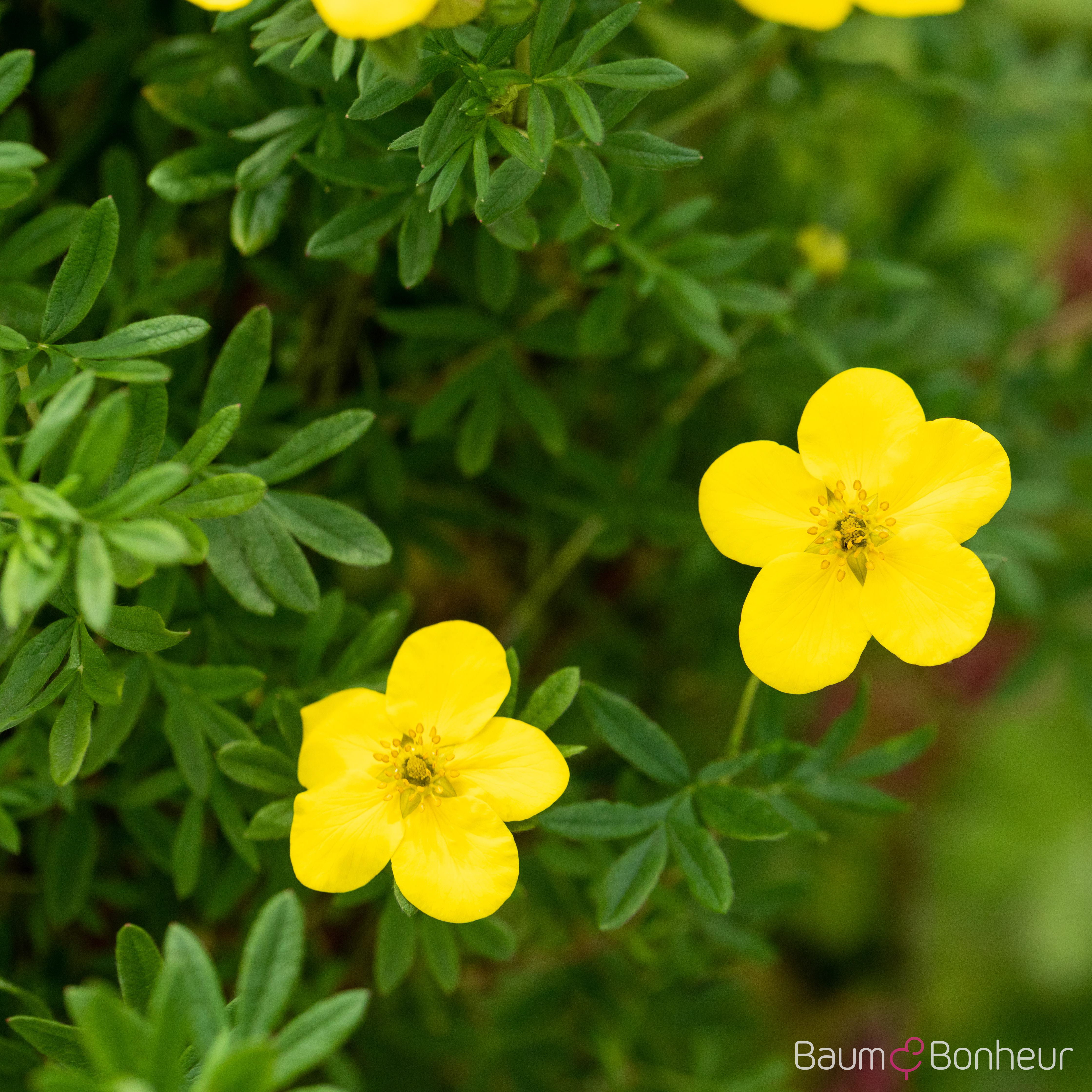 Potentilla fruticosa 'Goldfinger'