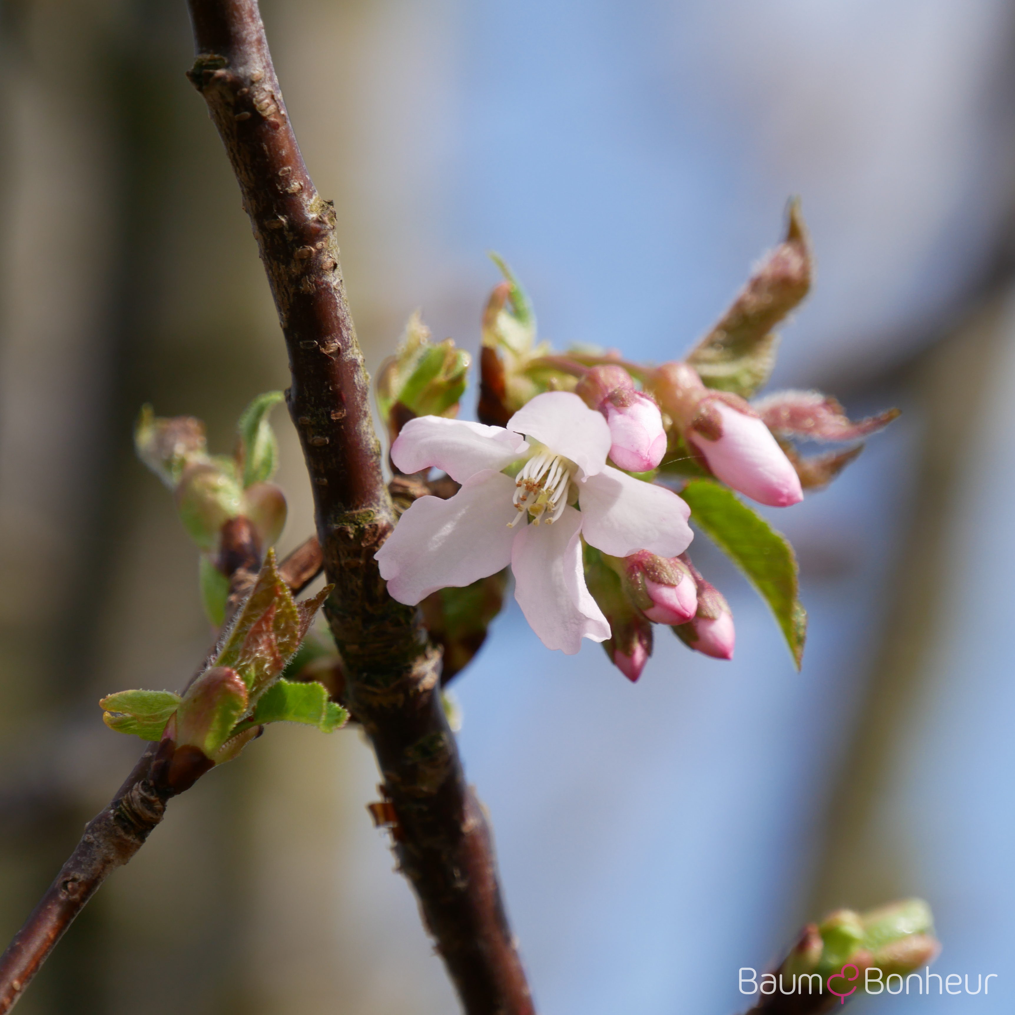 Prunus schmittii