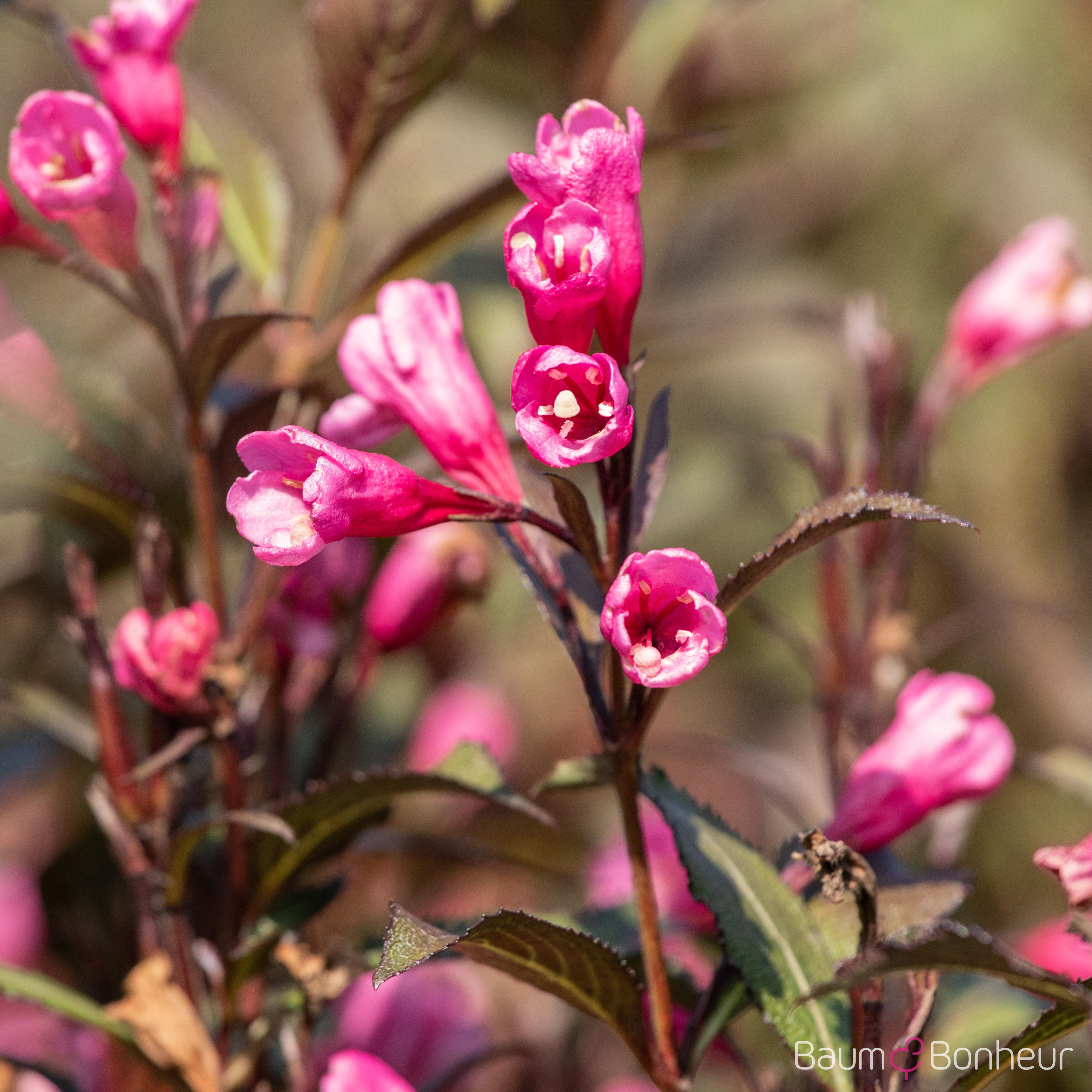 Weigela florida 'Victoria'