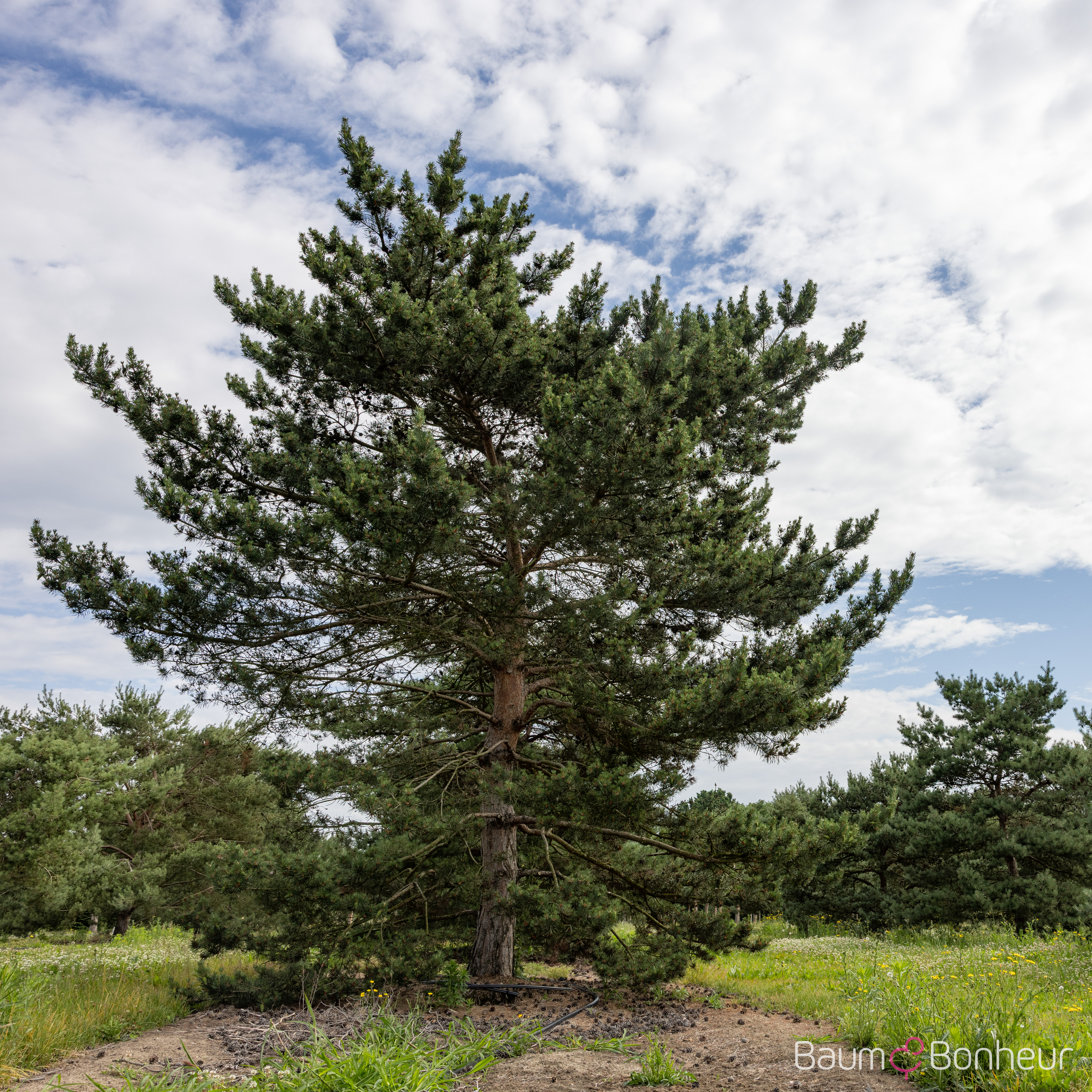 Pinus sylvestris