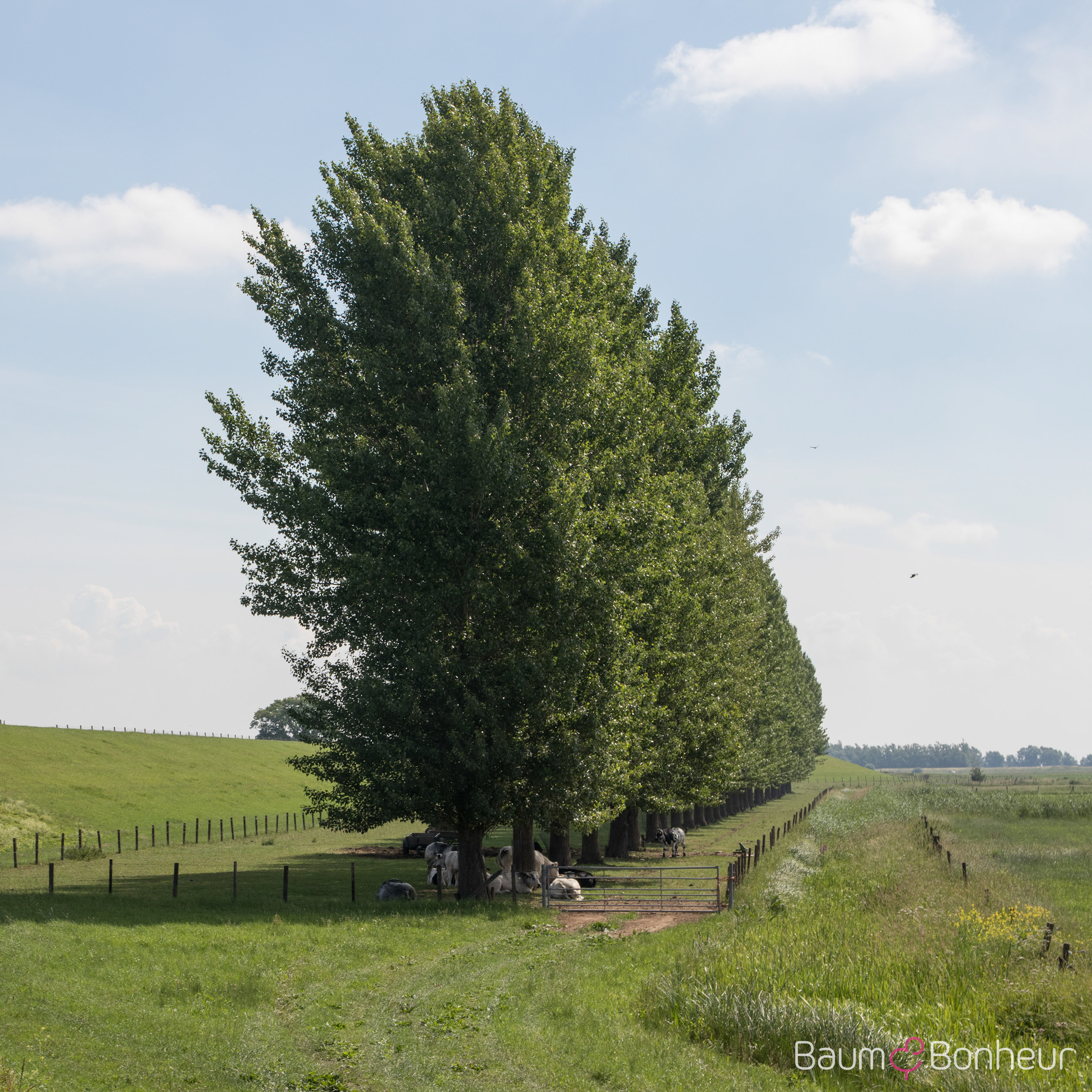 Populus canadensis 'Robusta'