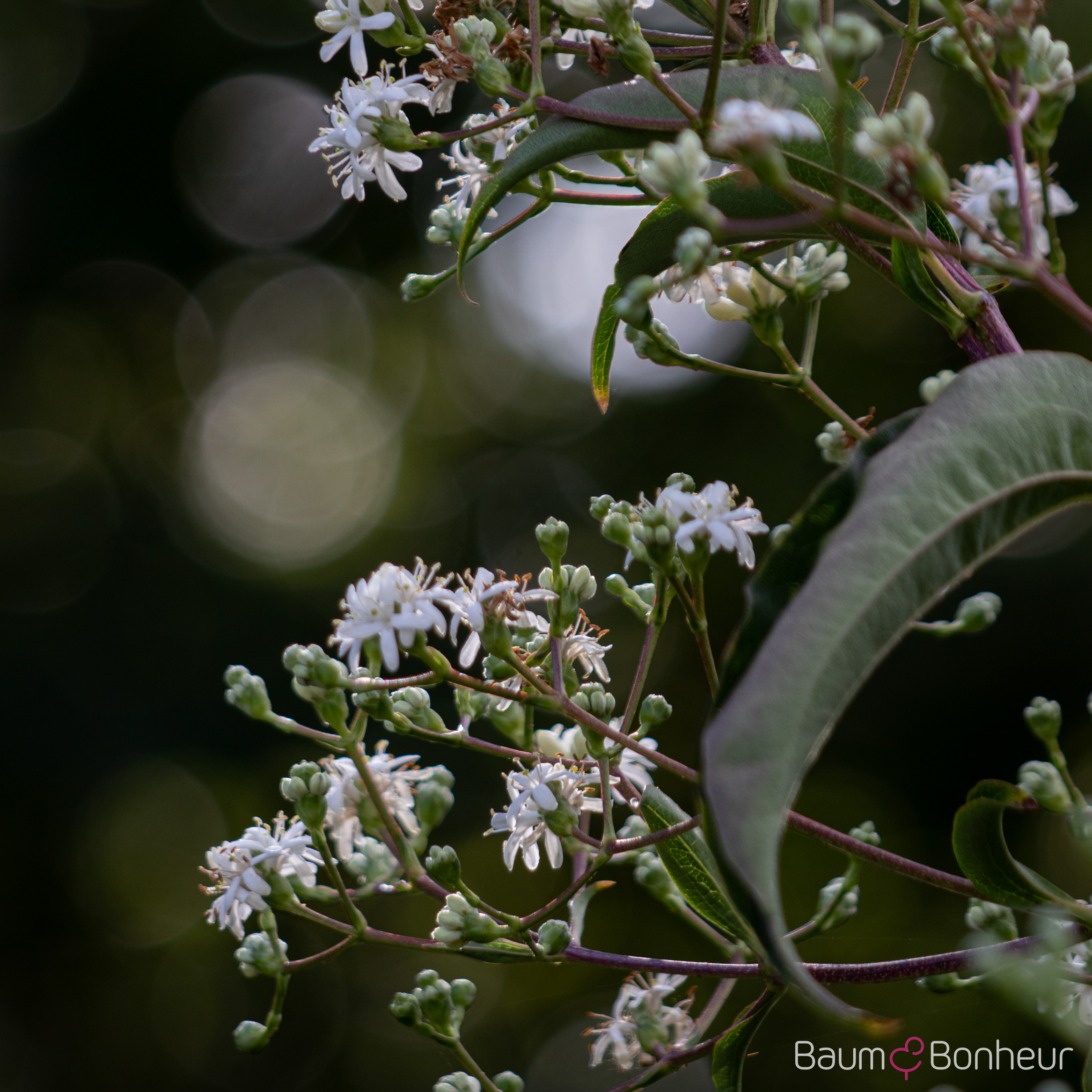 Heptacodium miconioides