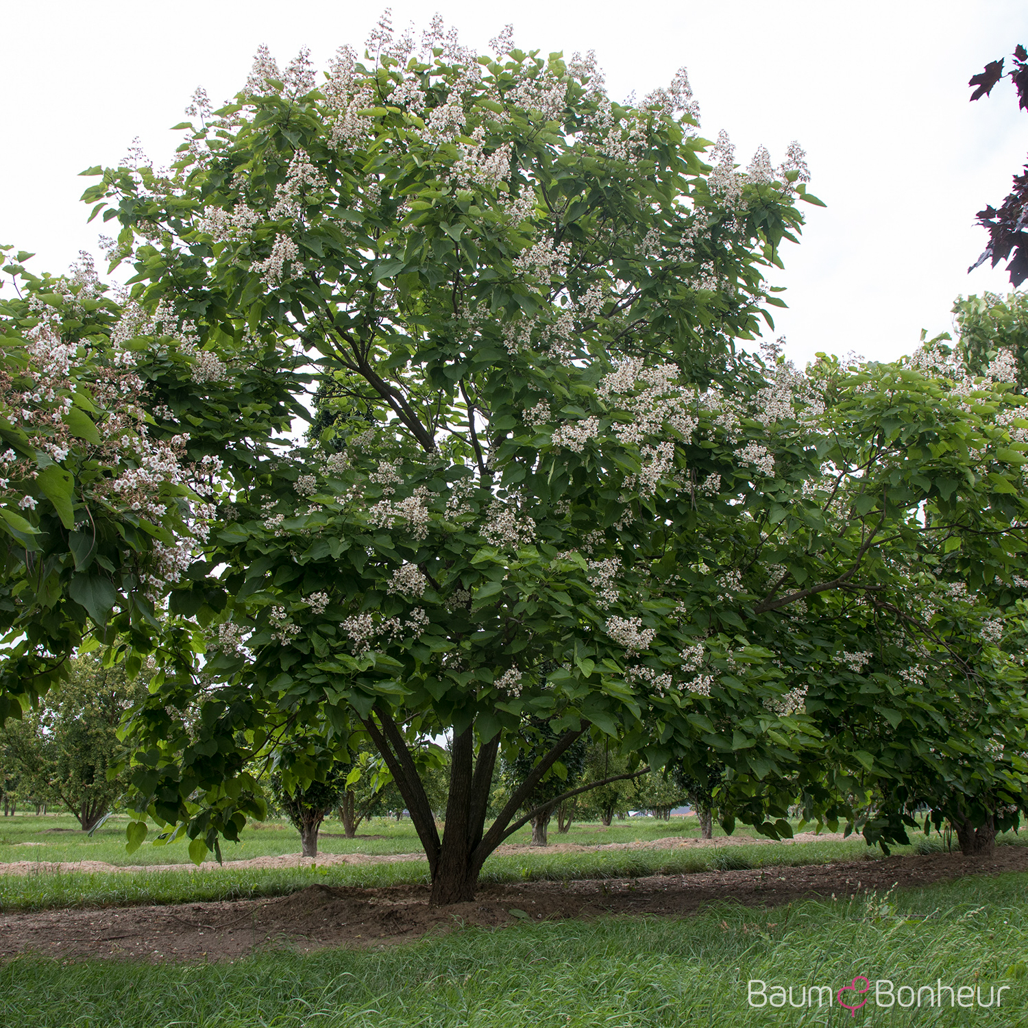 Catalpa bignonioides