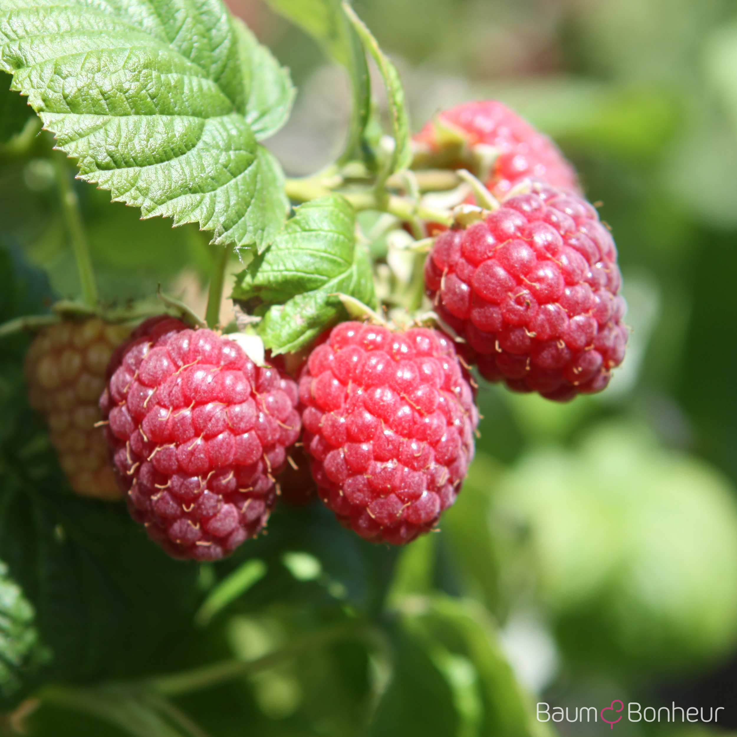 Rubus idaeus 'Schönemann'