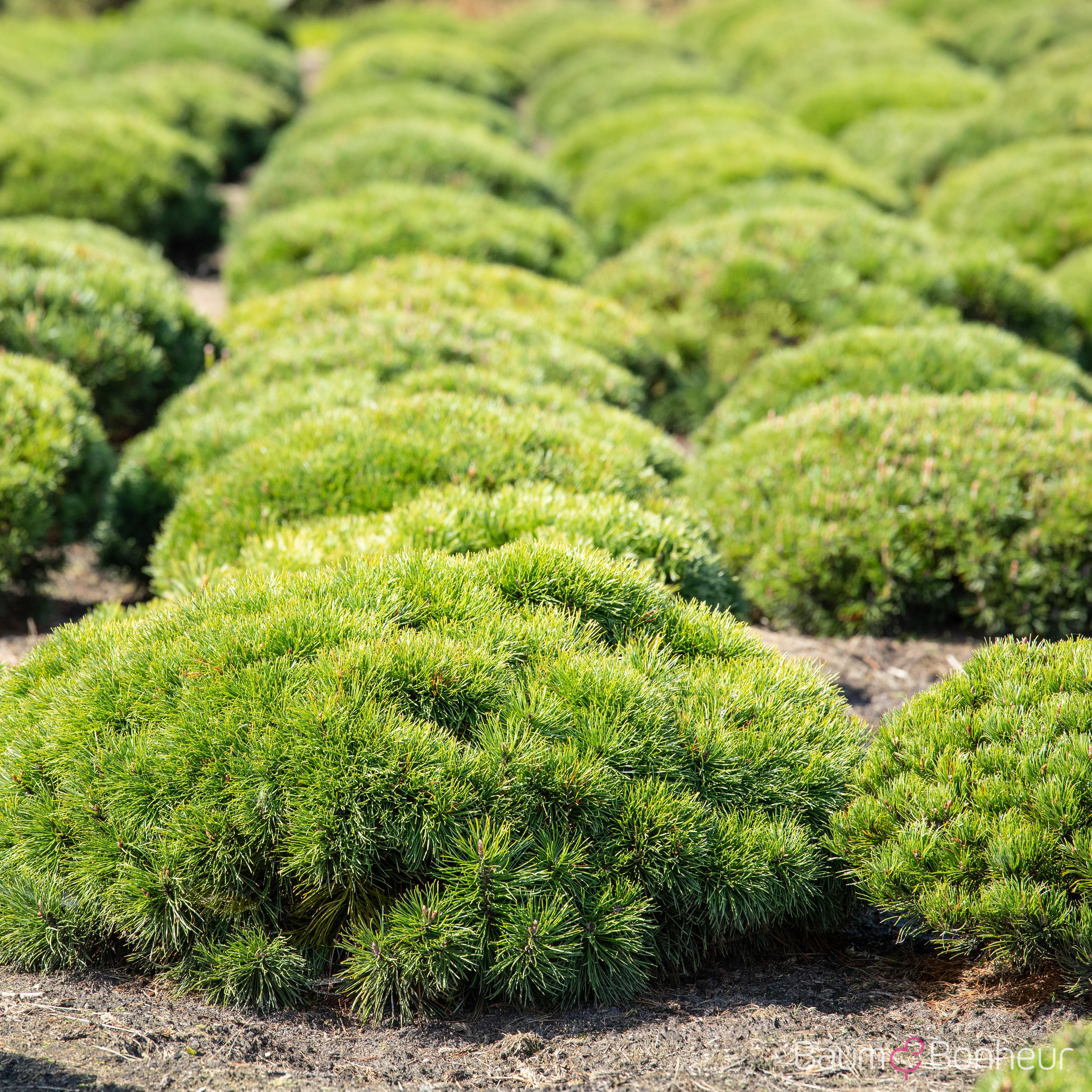 Pinus mugo pumilio