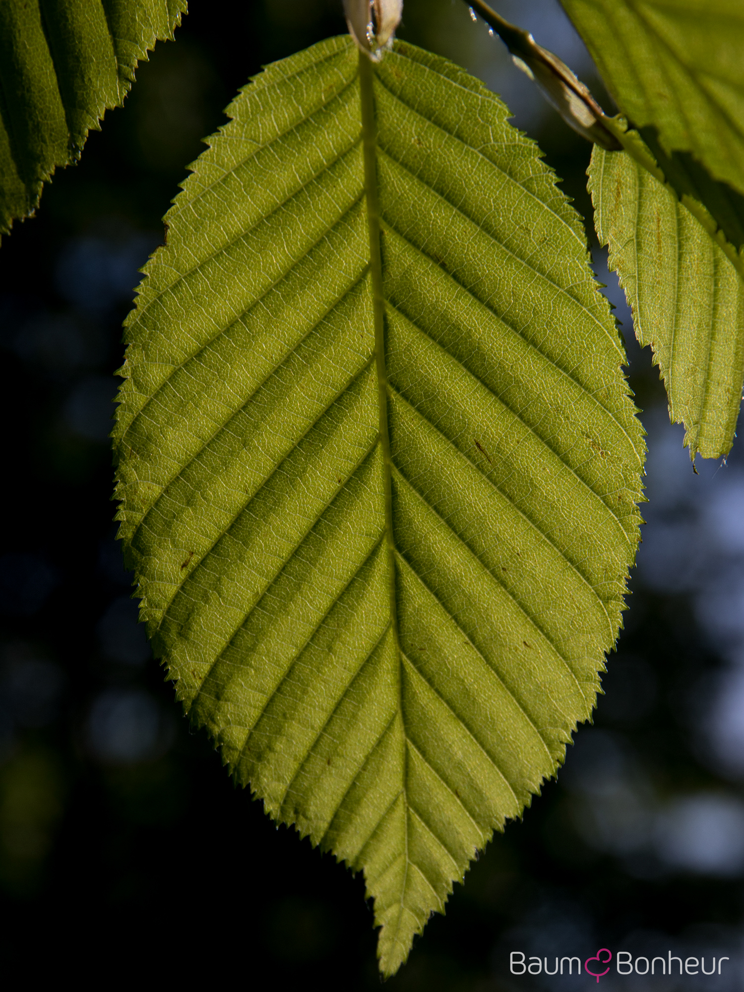 Carpinus betulus