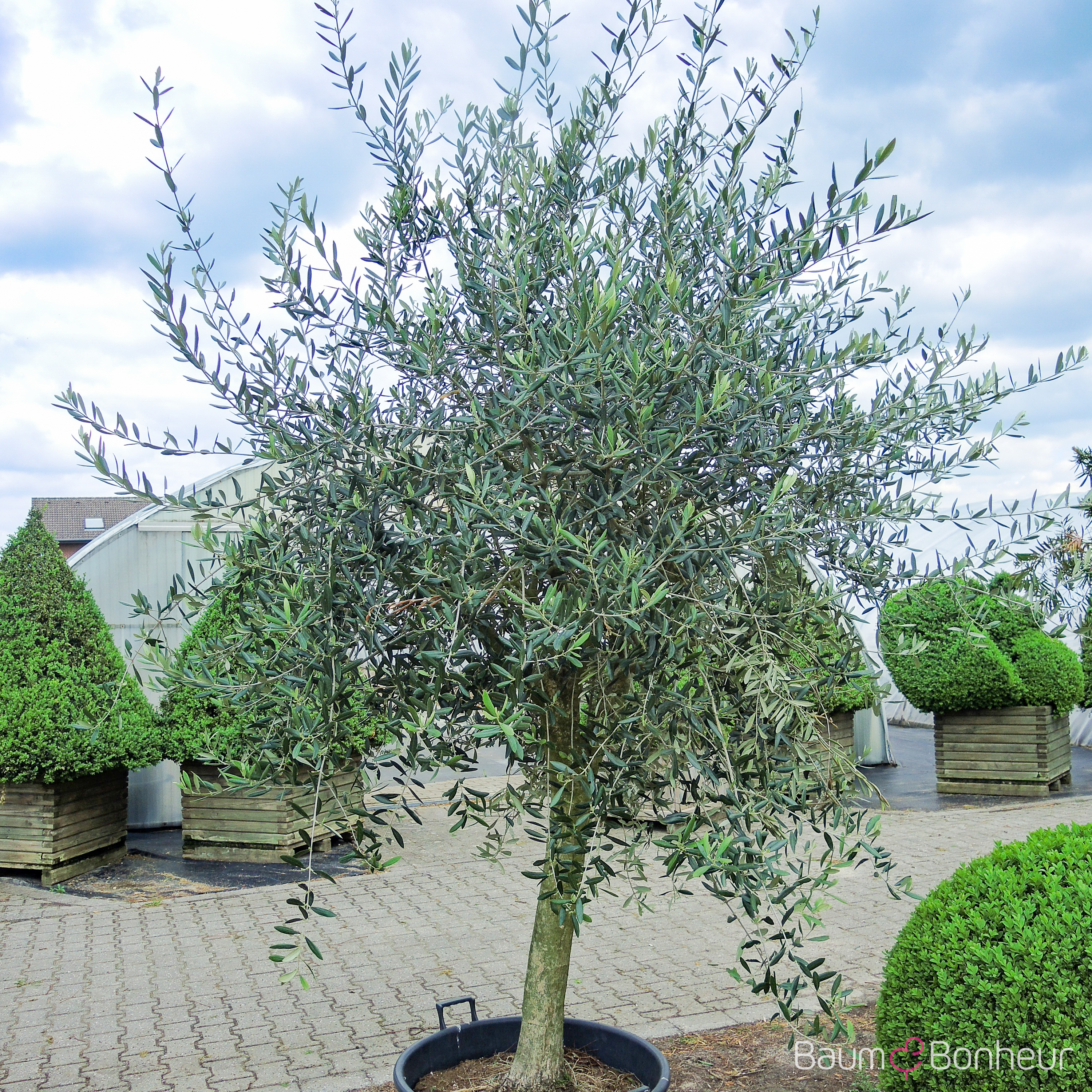 Olea europaea