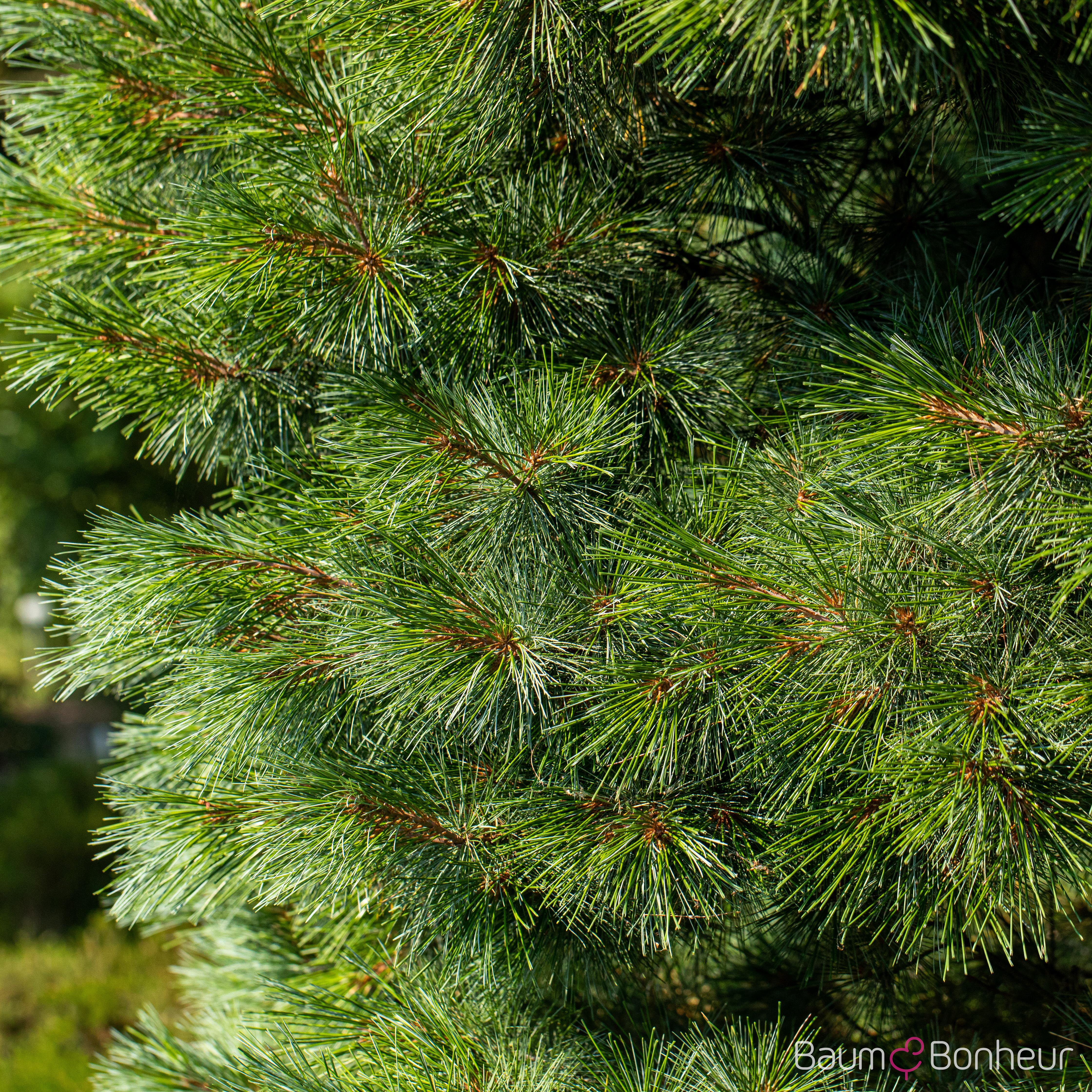Pinus strobus 'Radiata'