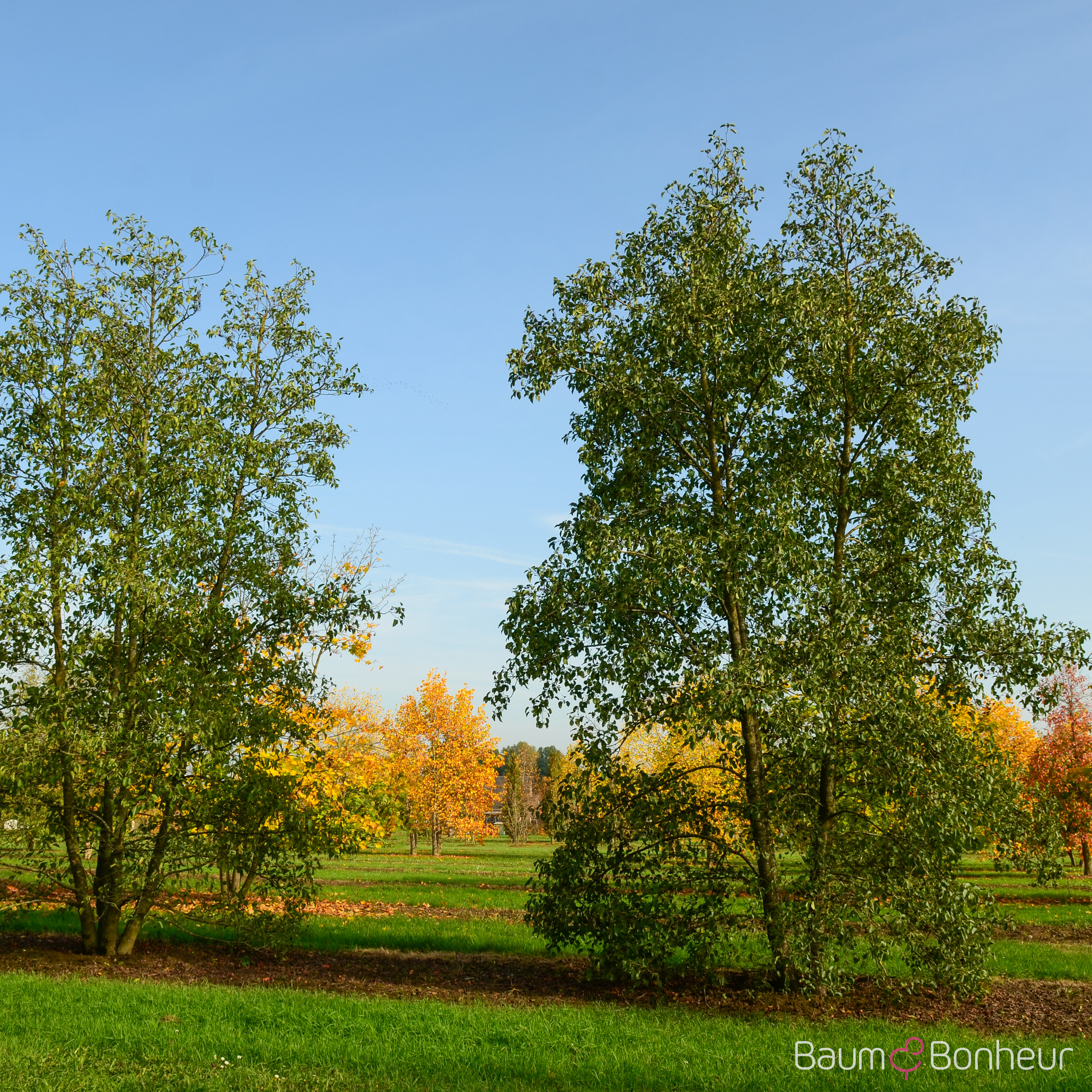 Alnus cordata