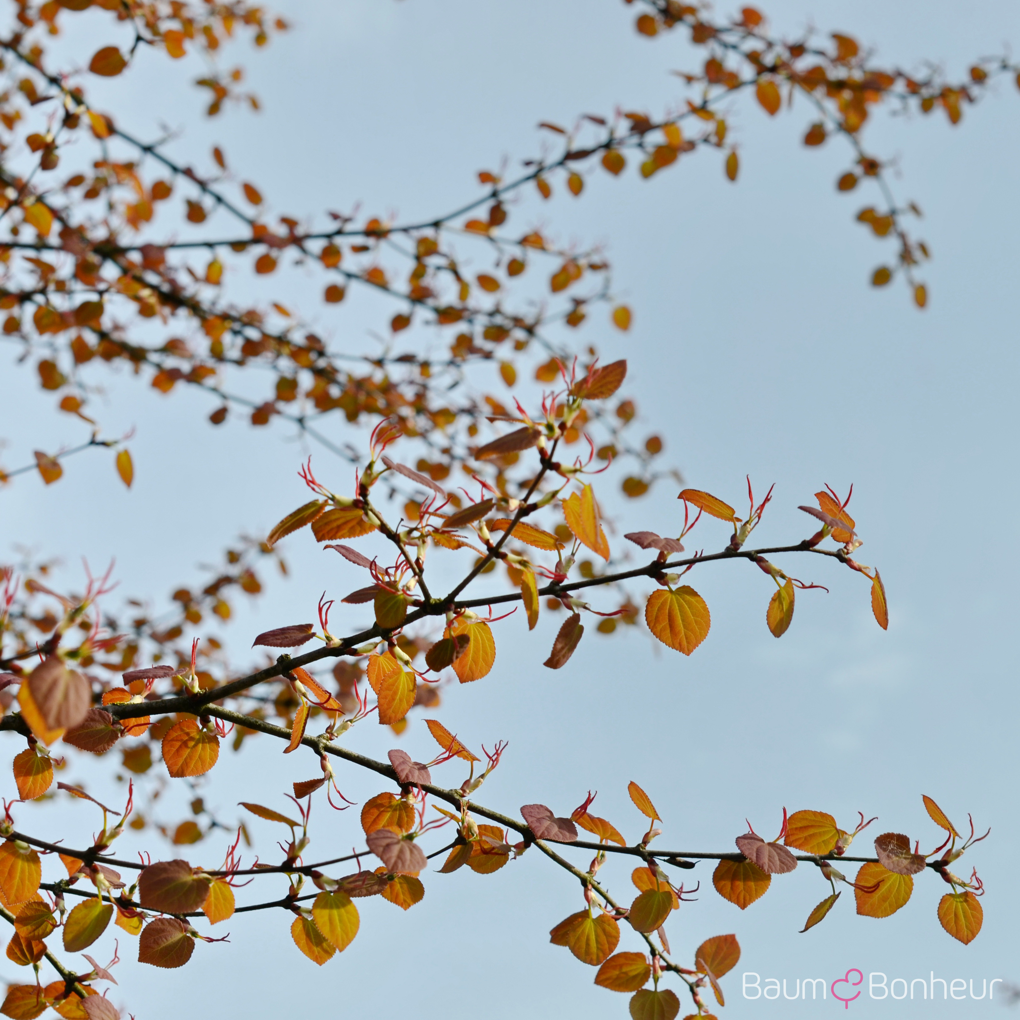 Cercidiphyllum japonicum