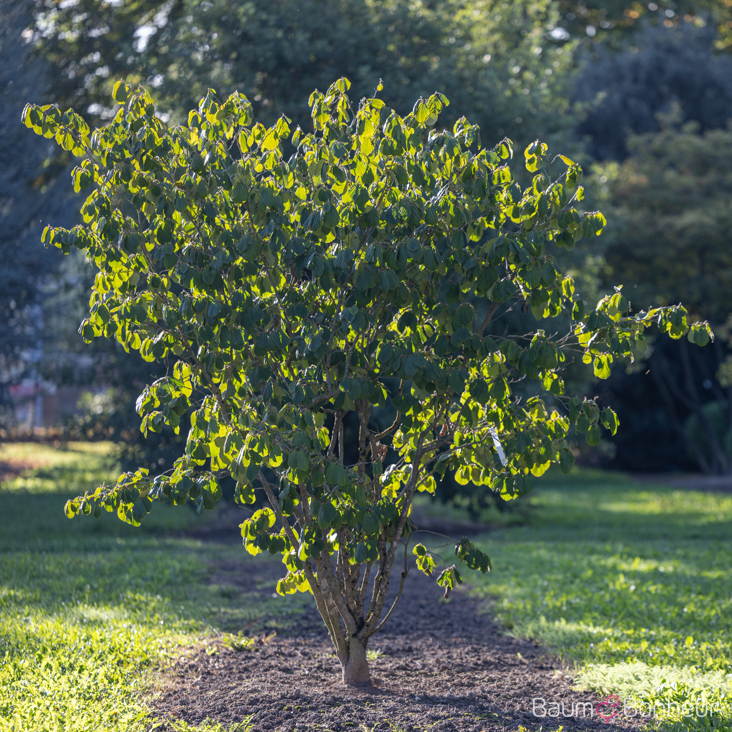 Hamamelis mollis