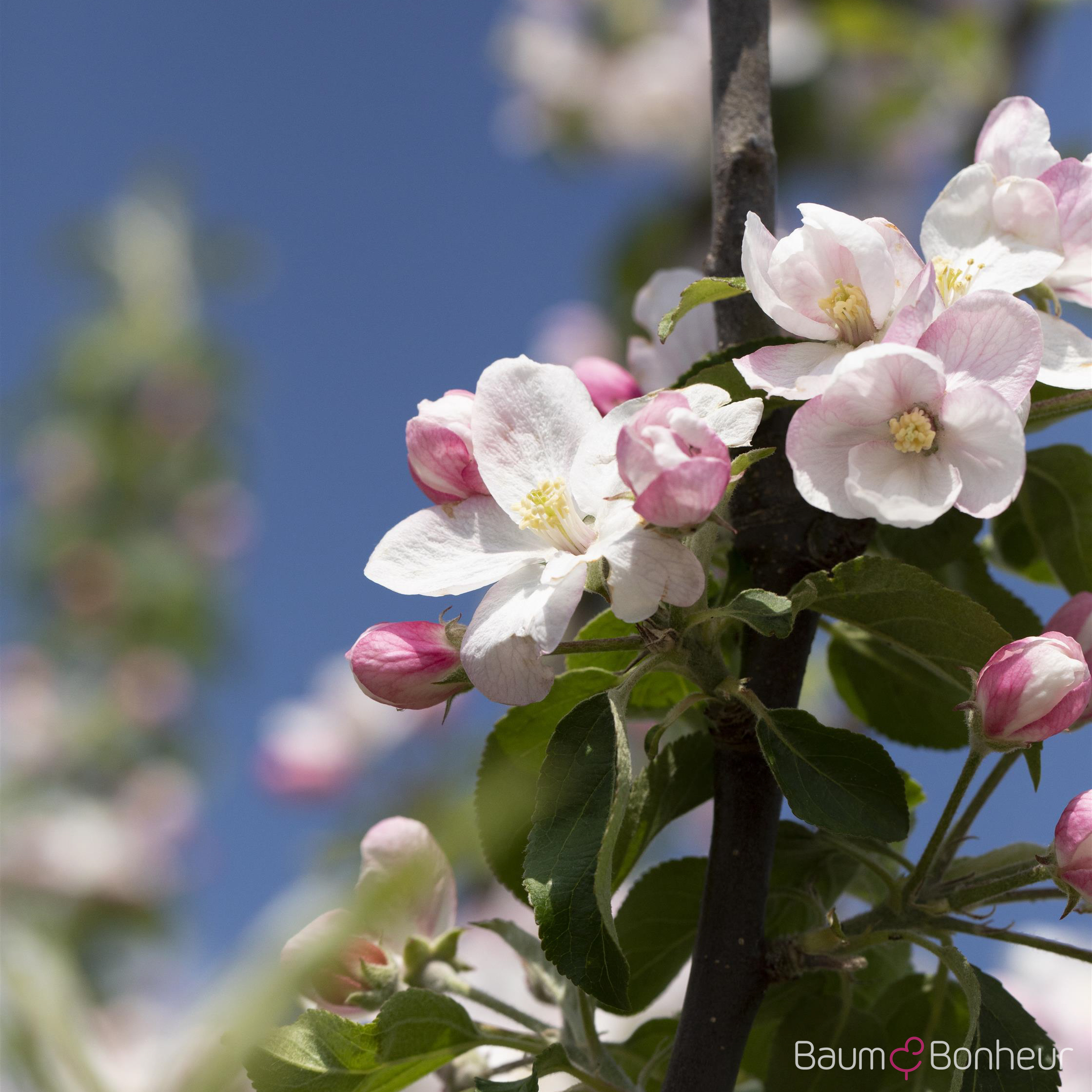 Malus 'Landsberger Renette'