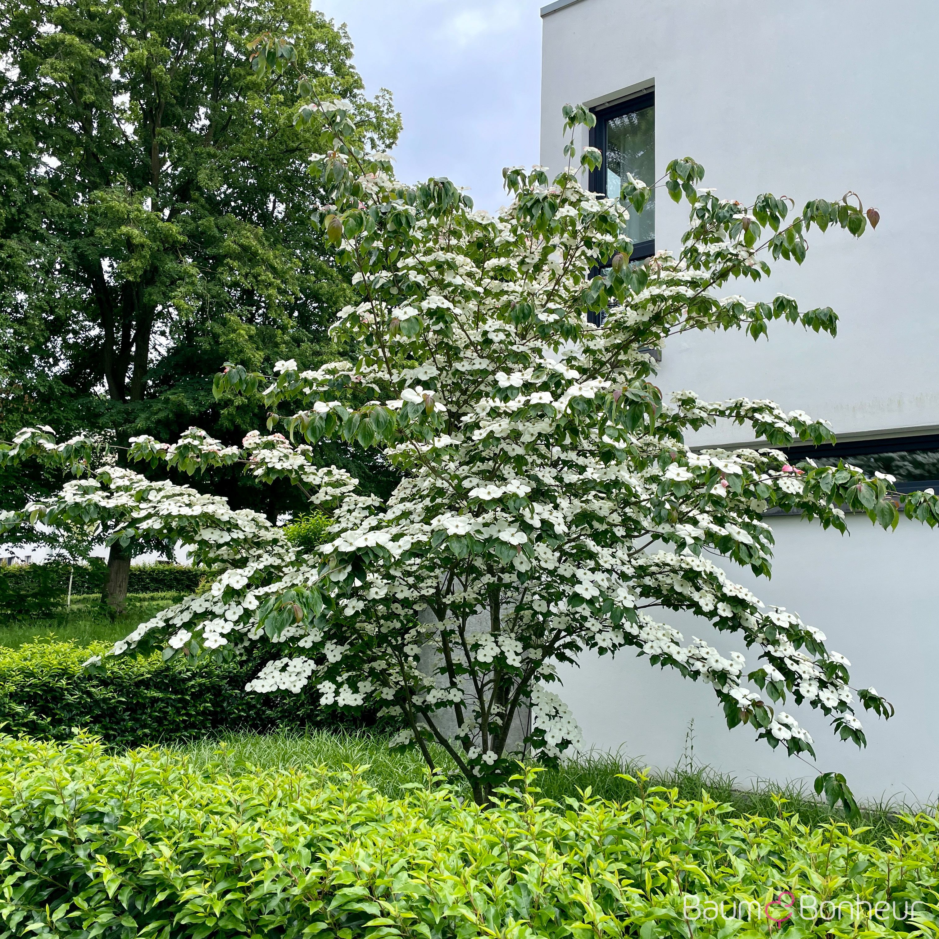 Cornus kousa 'Schmetterling'