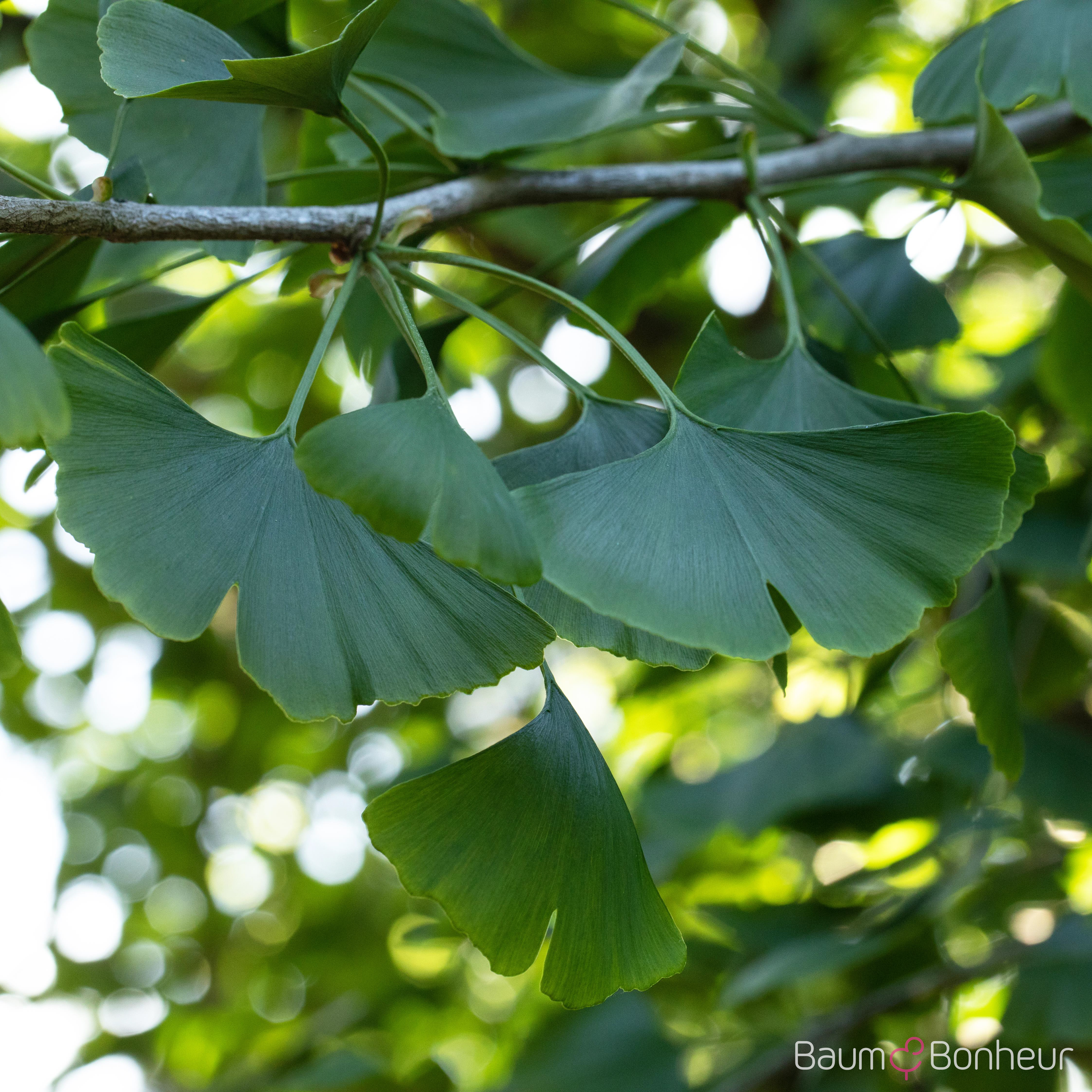 Ginkgo biloba