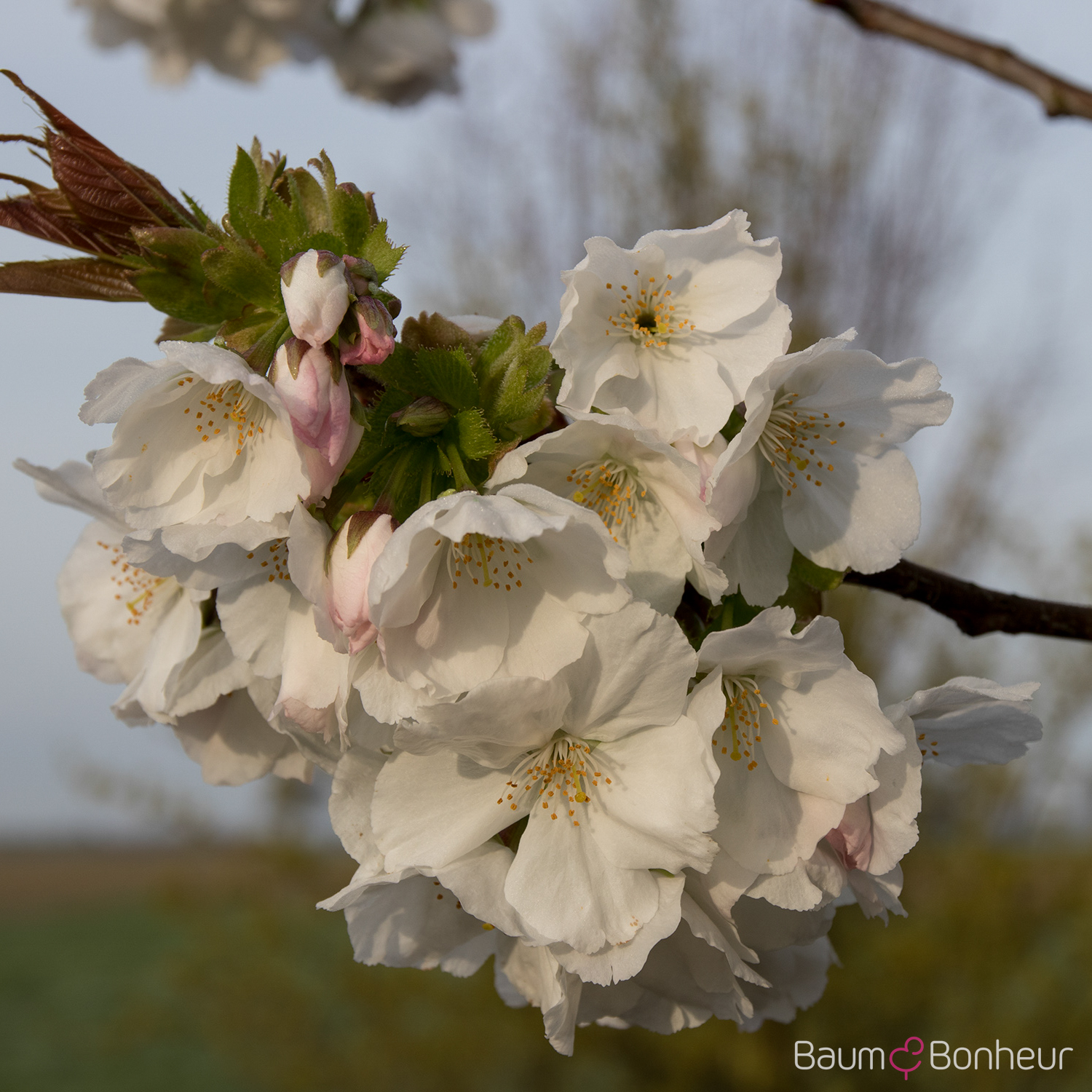 Prunus serrulata 'Taihaku'