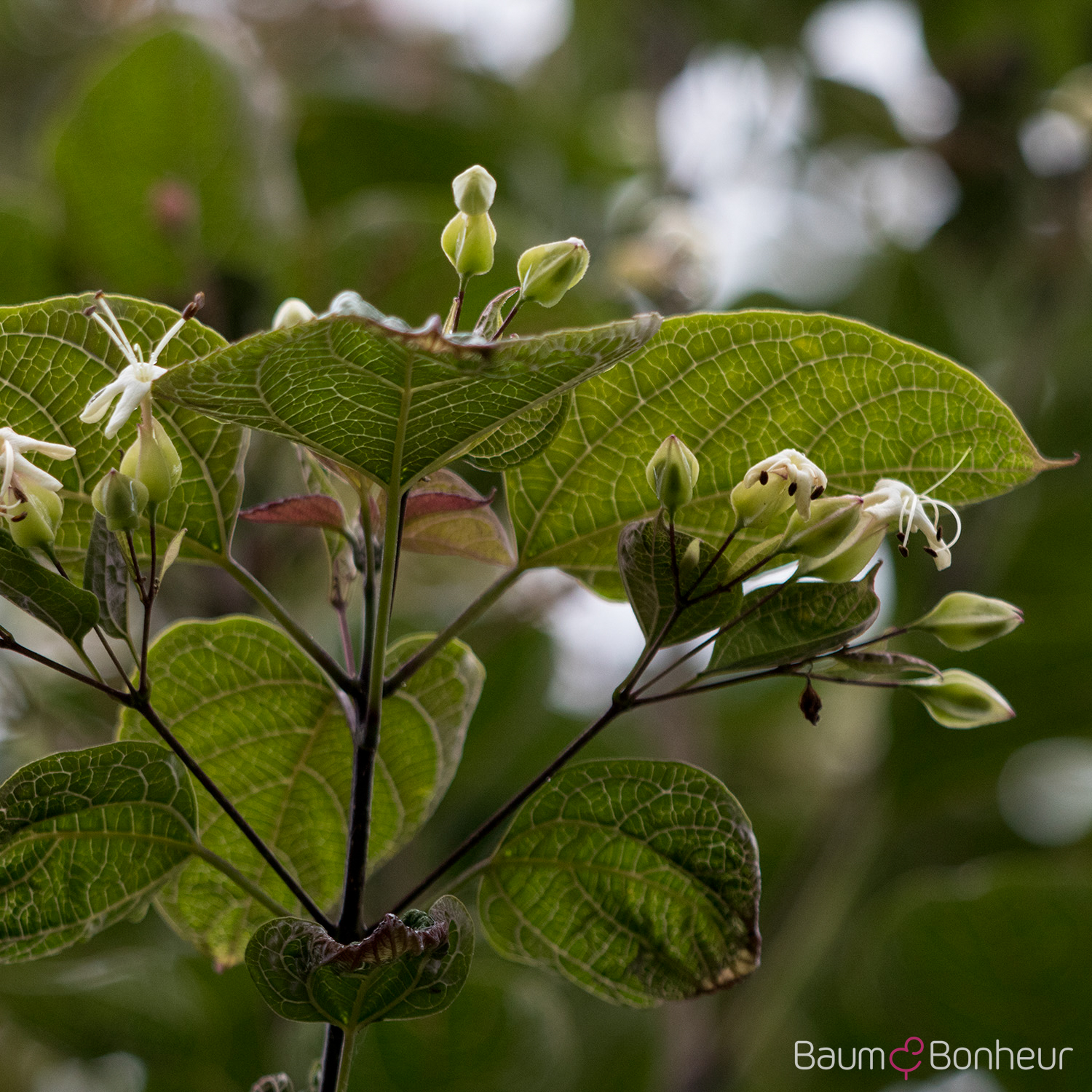Clerodendrum trichotomum var. fargesii
