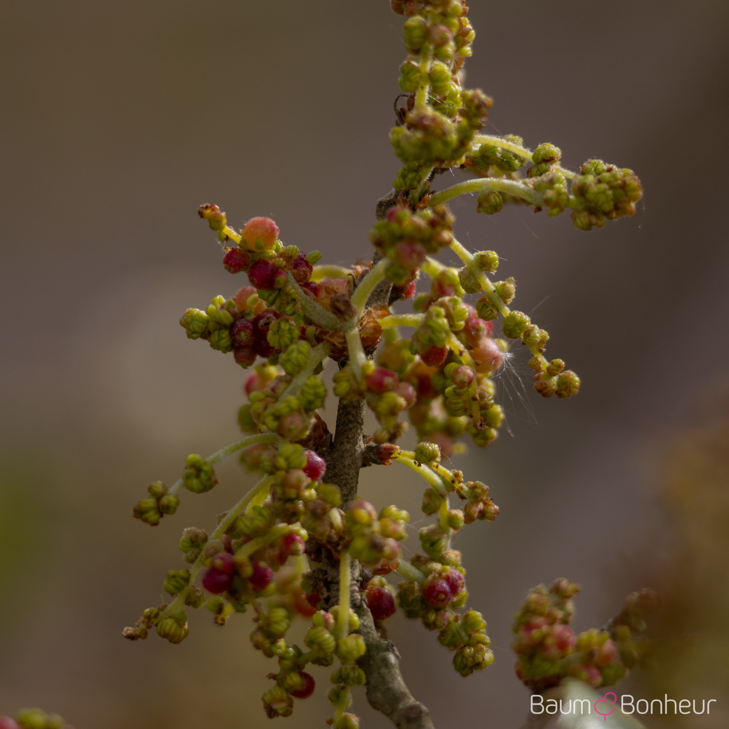 Quercus hispanica 'Fulhamensis'