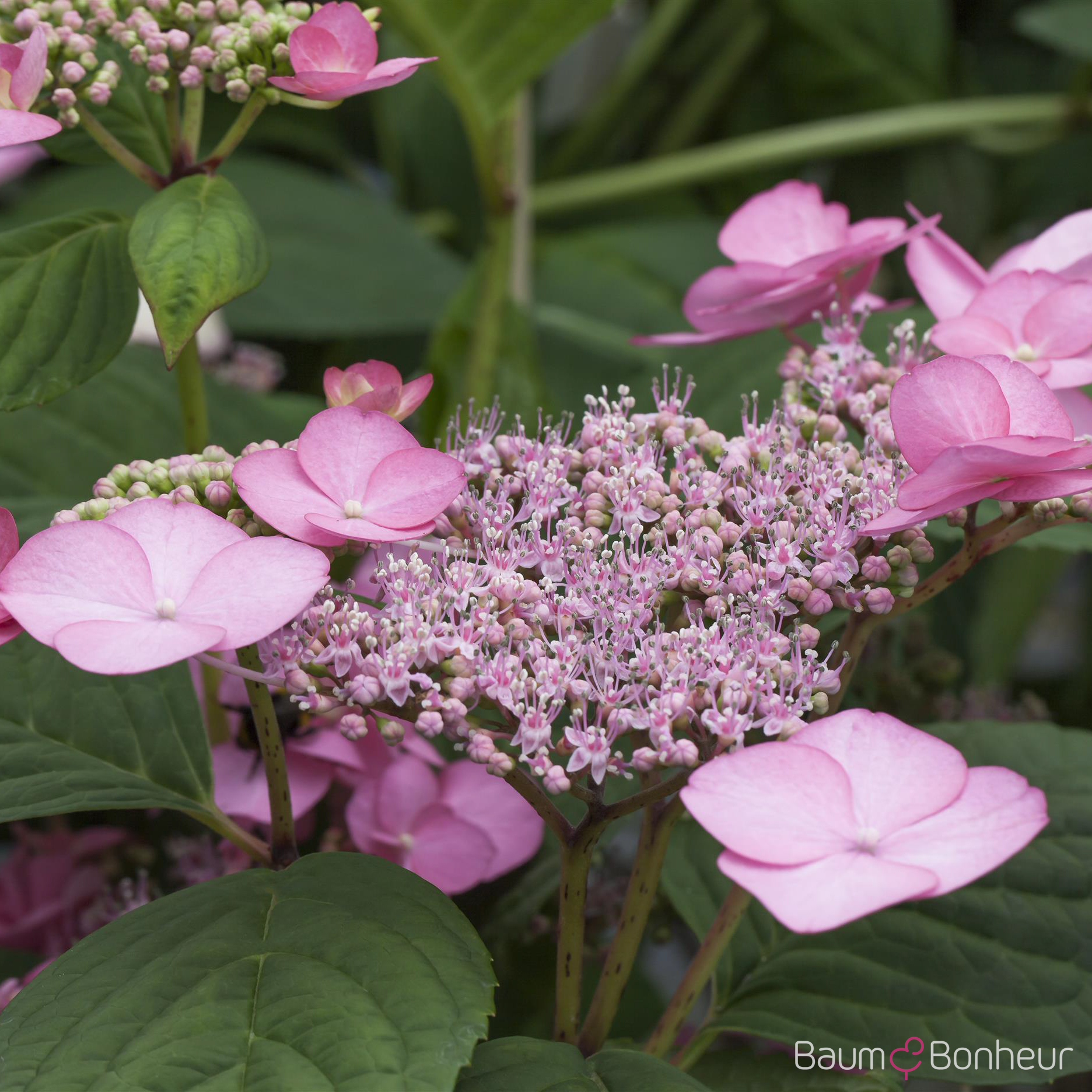 Hydrangea serrata 'Rosalba'